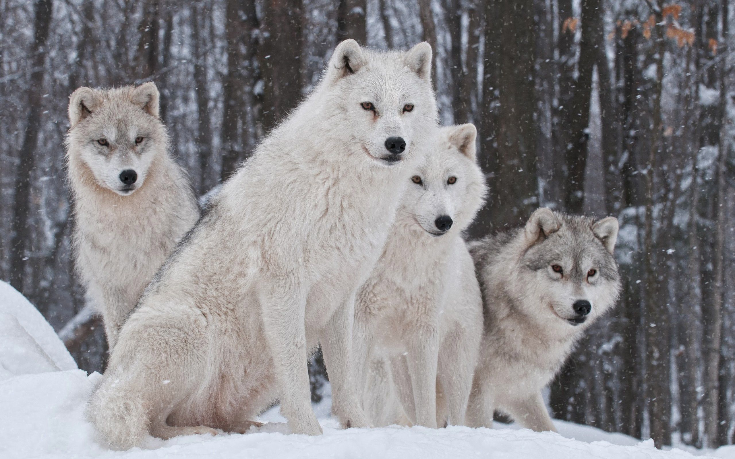 2560x1600 White Snow Wolves Wallpaper​