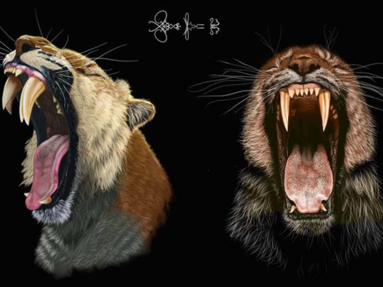 1600x1200 Saber Toothed Tigers' Skulls Reveal How
