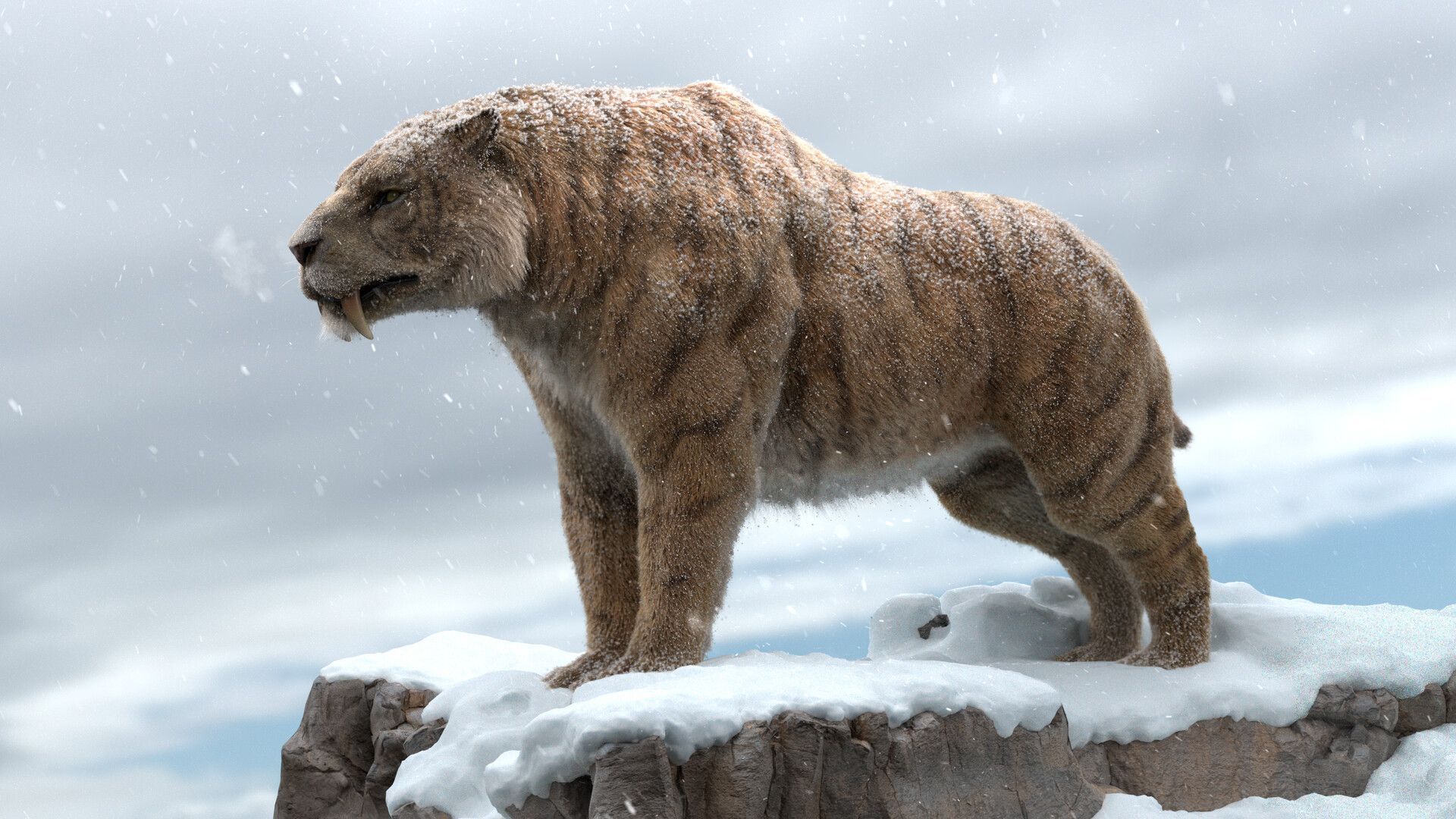 1920x1080 Tiger