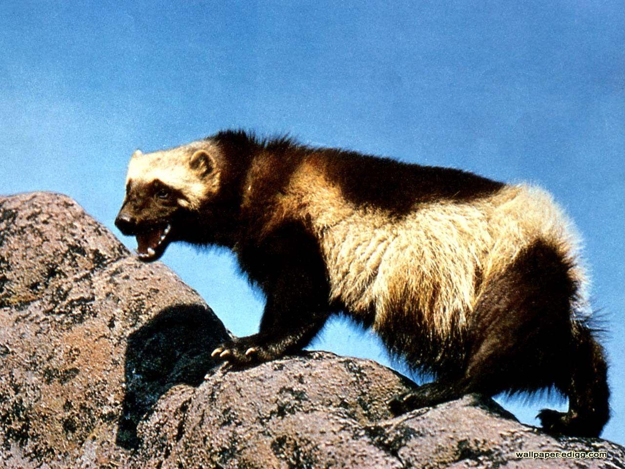 1280x960 Other Solitude Predator Animal Live HD Wallpaper Of Animals Other
