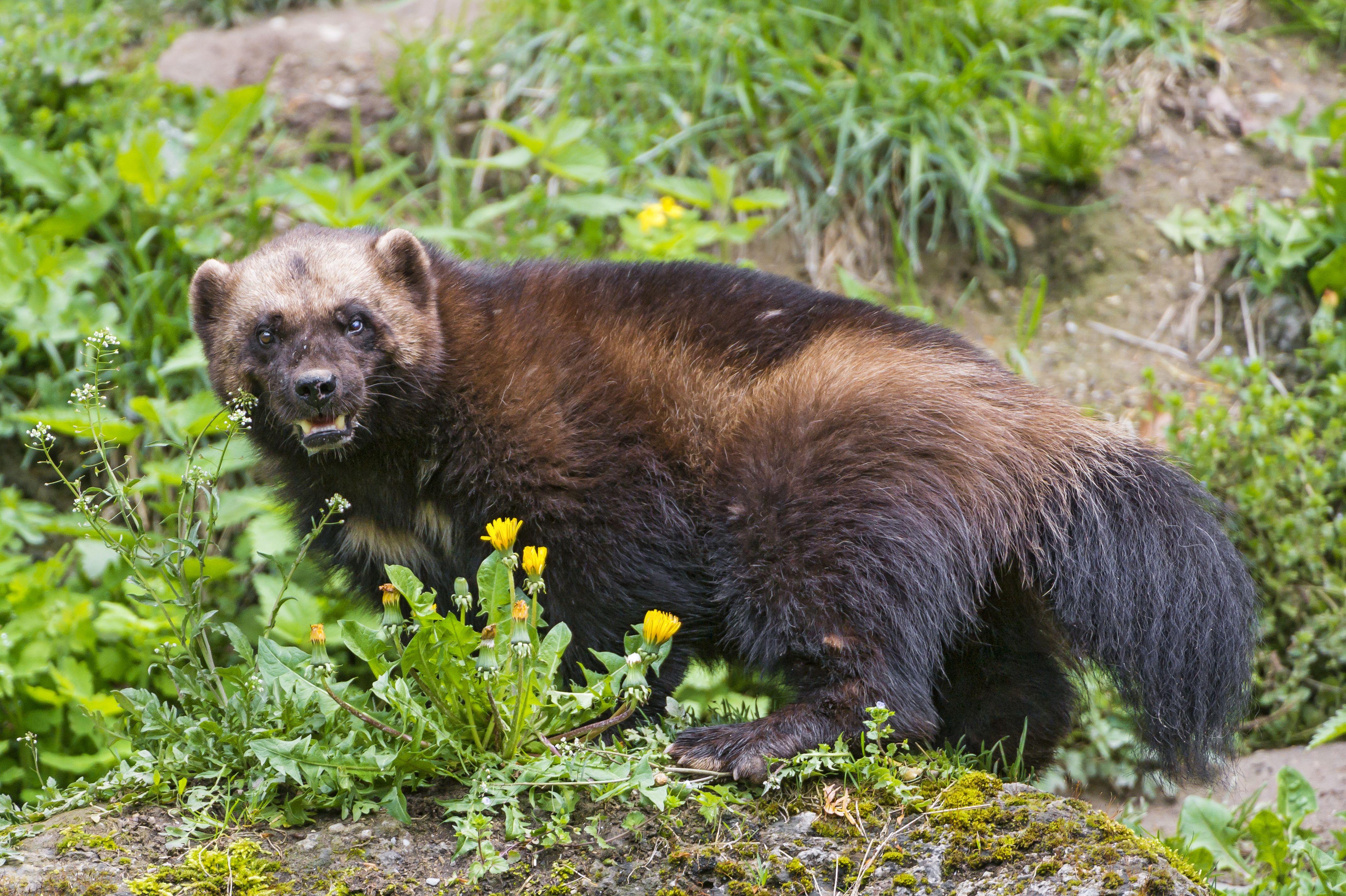 Wolverine Animal Wolverines Facts ZJFK Wolverine Animal Wolverines Facts ZJFK