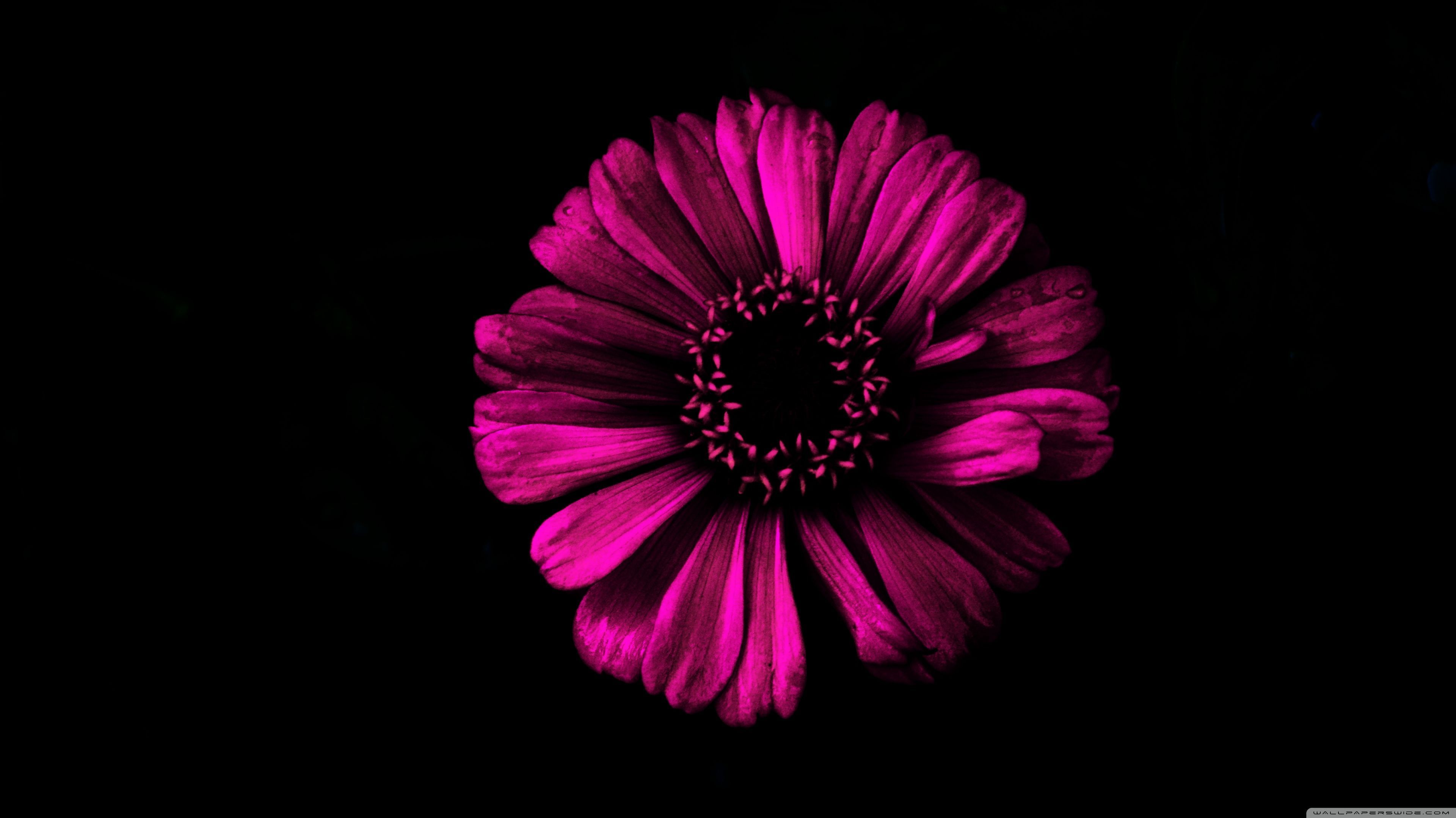 3840x2160 Dark Pink Wallpaper