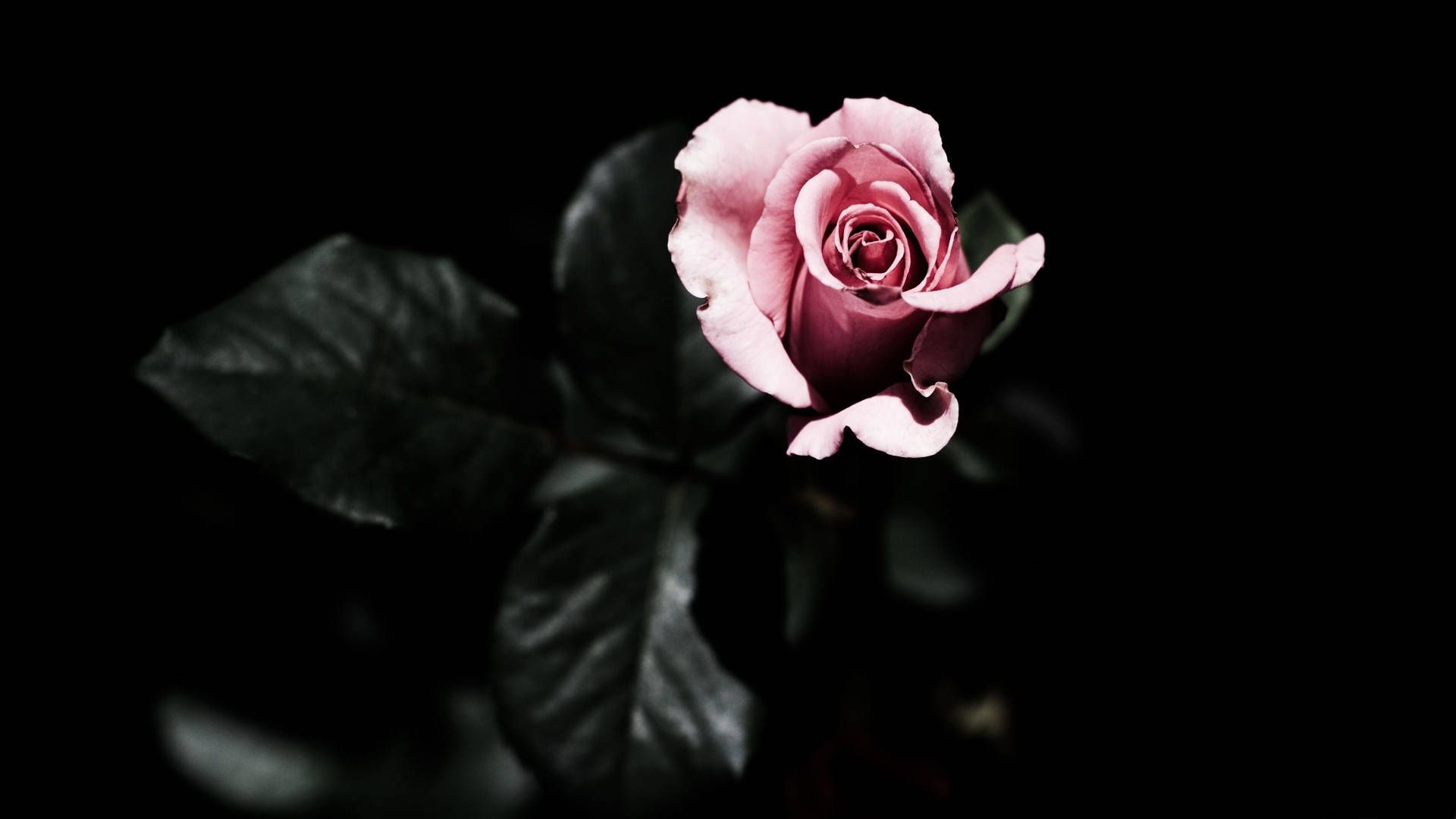 1920x1080 4K Pink Rose In The Dark Wallpaper