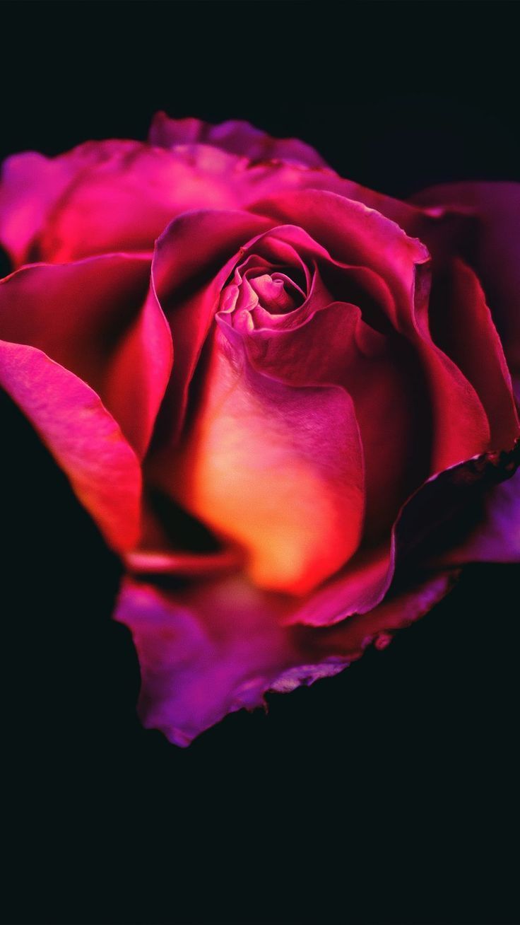 736x1308 Rose Flower Dark Background 4K Ultra HD