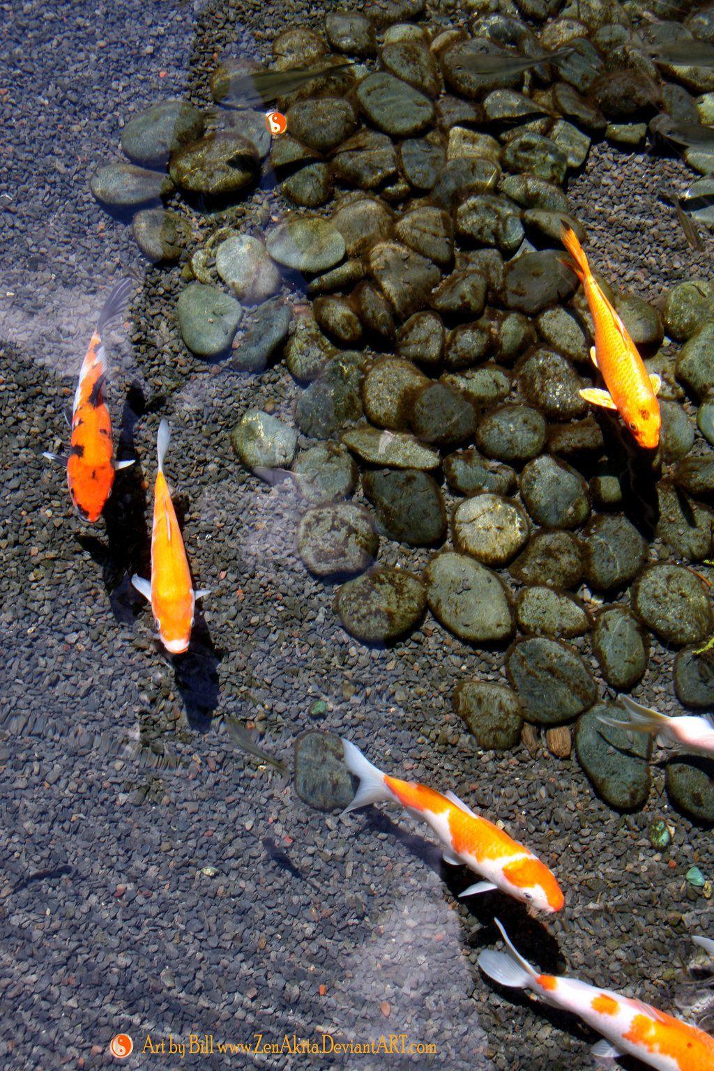 1024x1536 Koi Pond Wallpaper