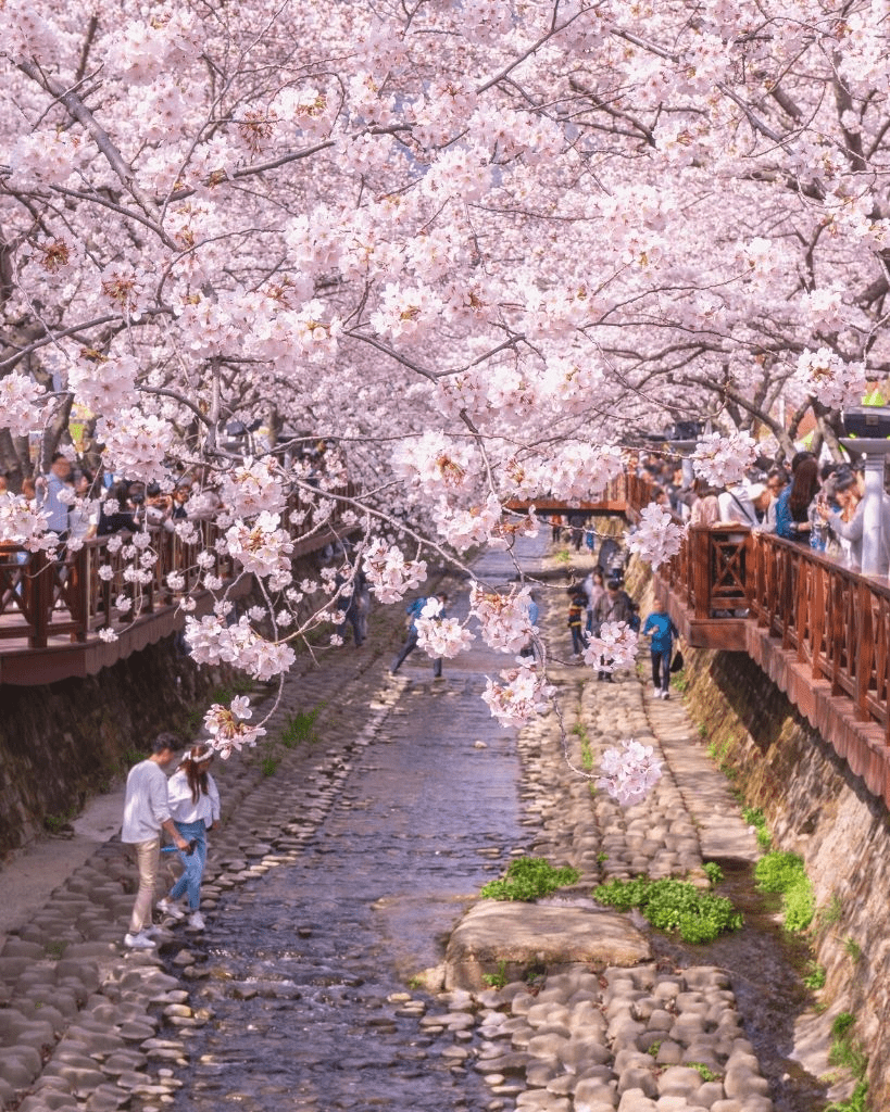 819x1024 Spring in Korea Best Places to See
