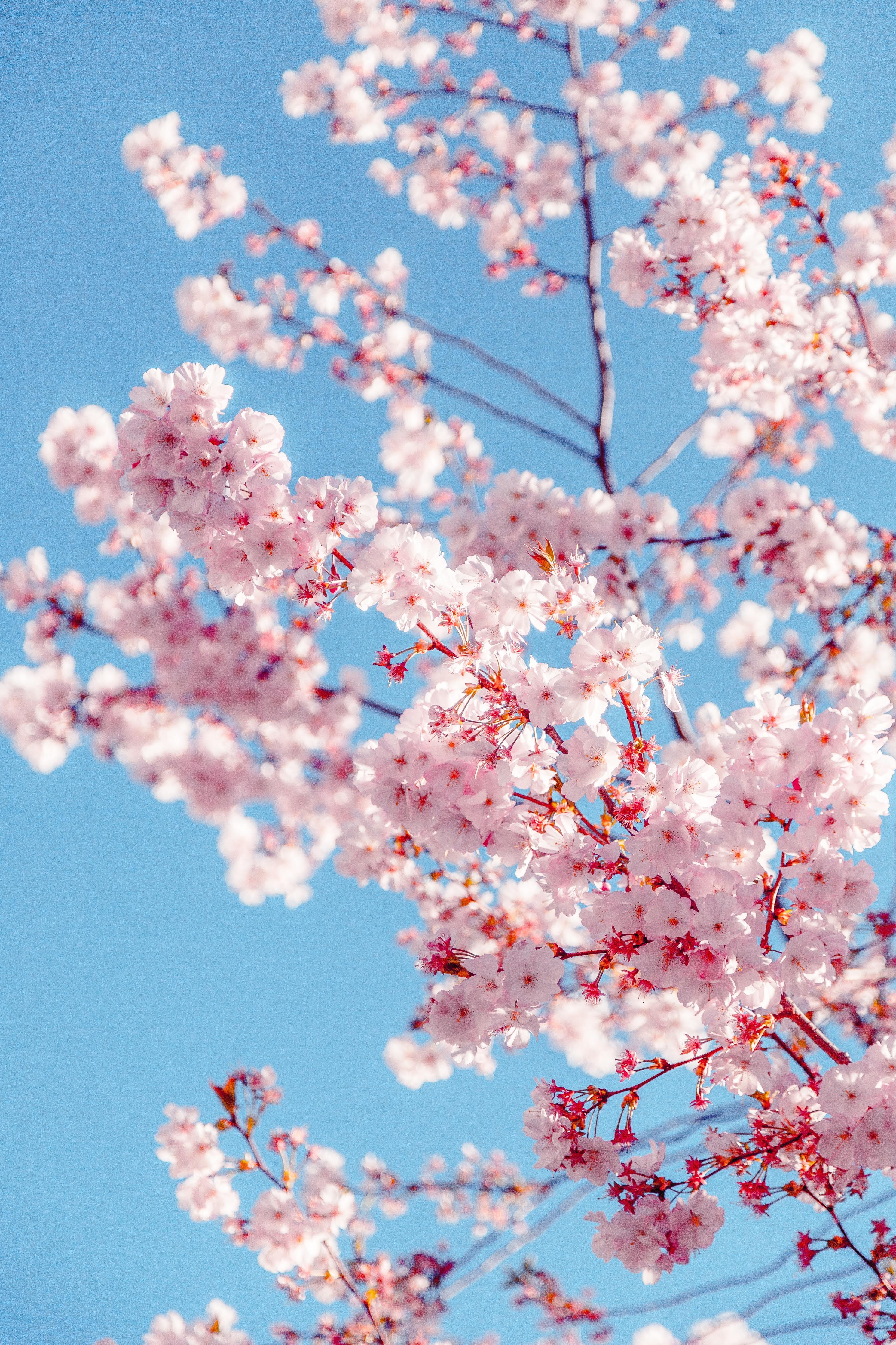 2981x4472 Cherry Blossom Season in Japan