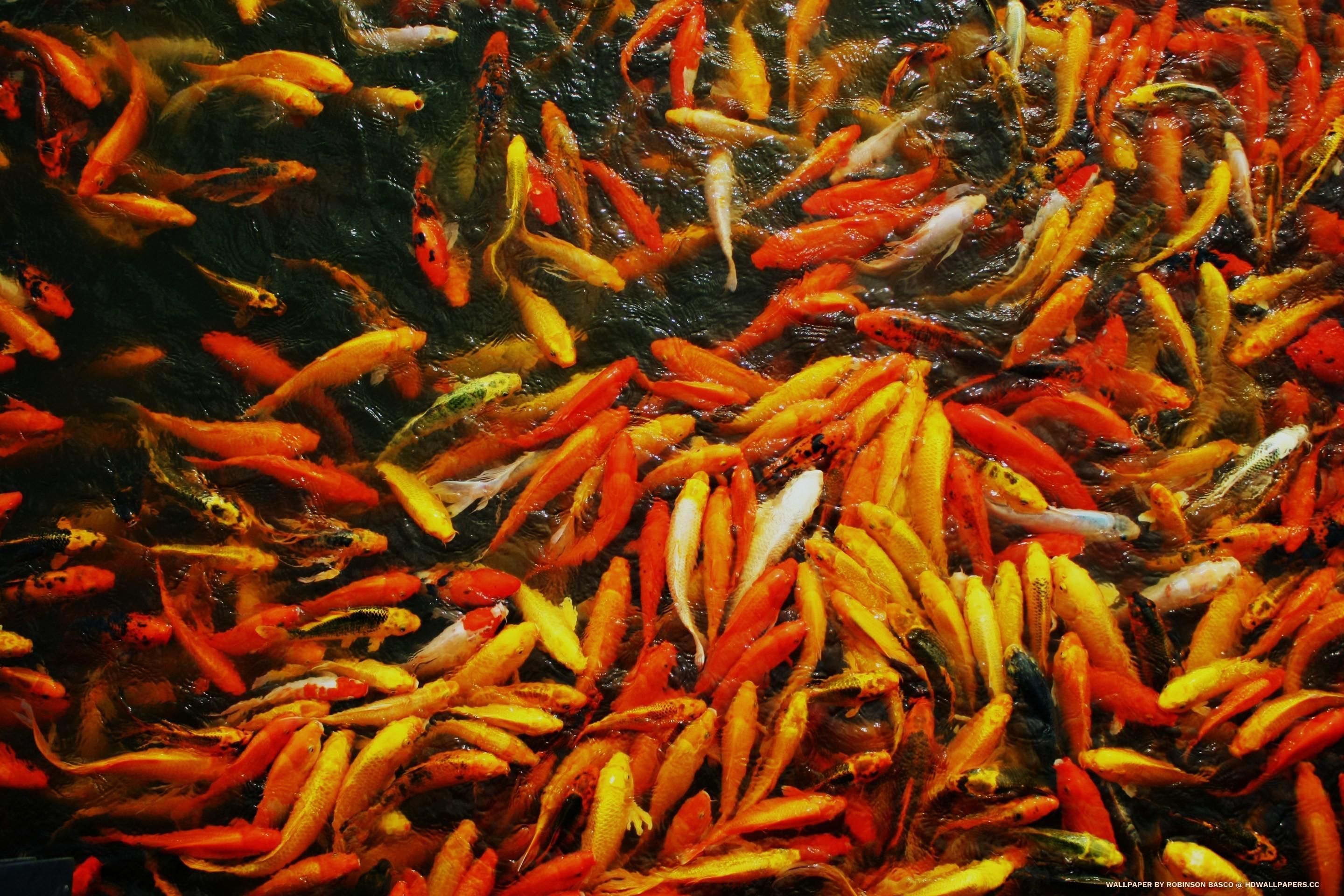 2880x1920 Koi Fish Wallpaper
