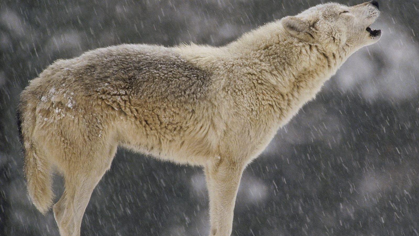1600x900 Close Up, Snow, Animals, Wolverine, Howling Wolf, White Wolf