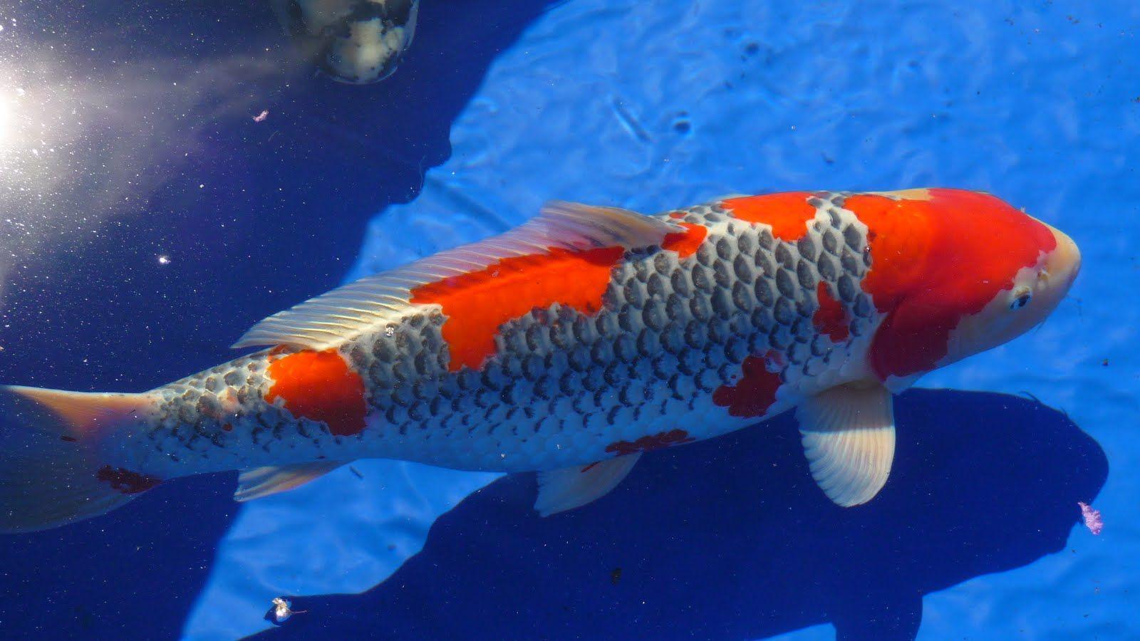 1600x900 310179_koi Fish
