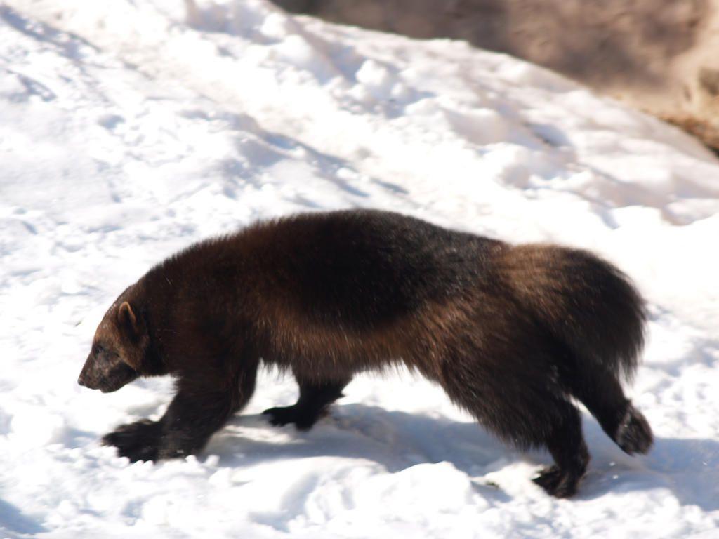 1024x768 Wolverines: Wild Weasels Of The Alpine