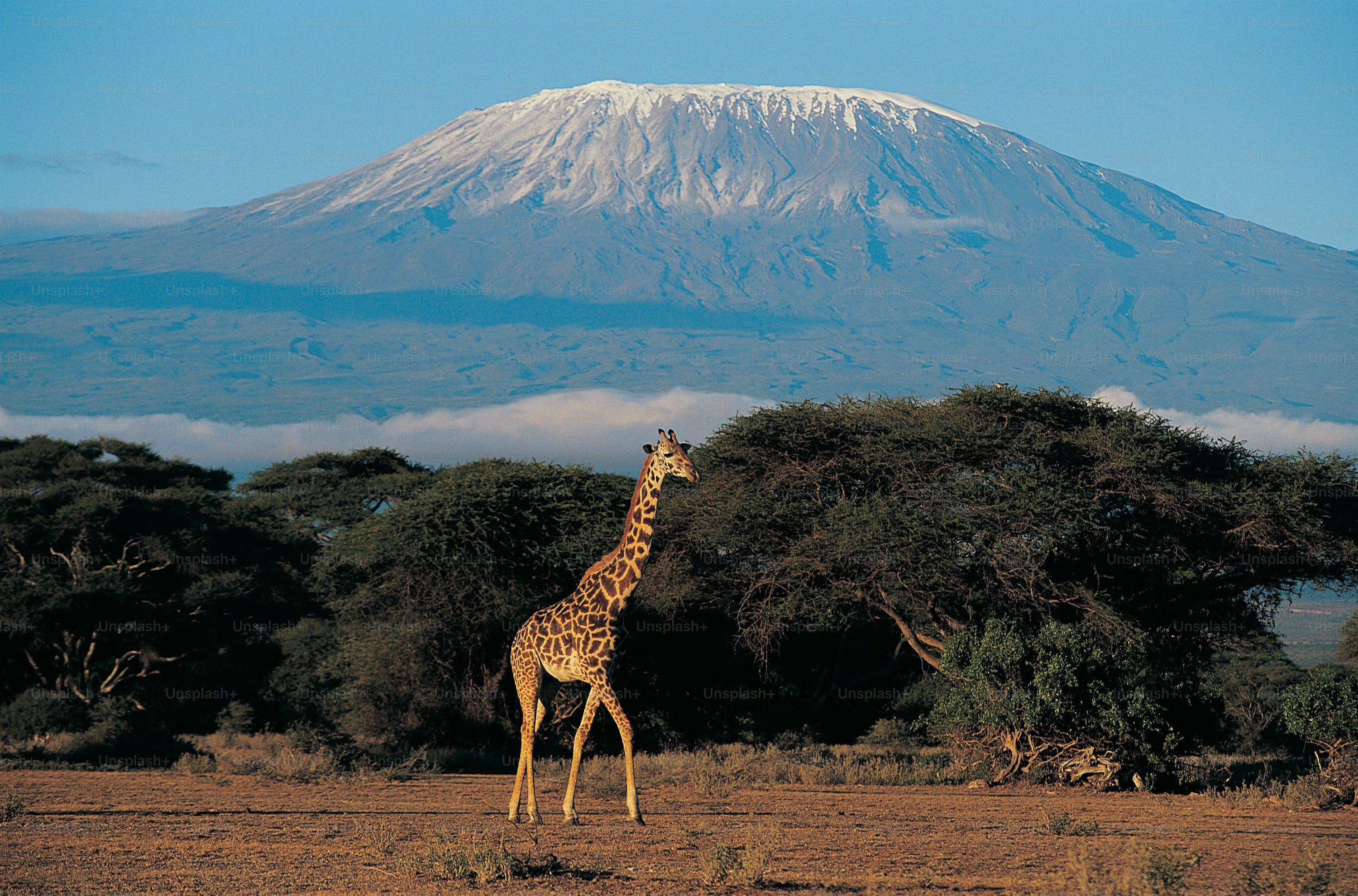 3000x1980 Kilimanjaro Picture [HD]. Download