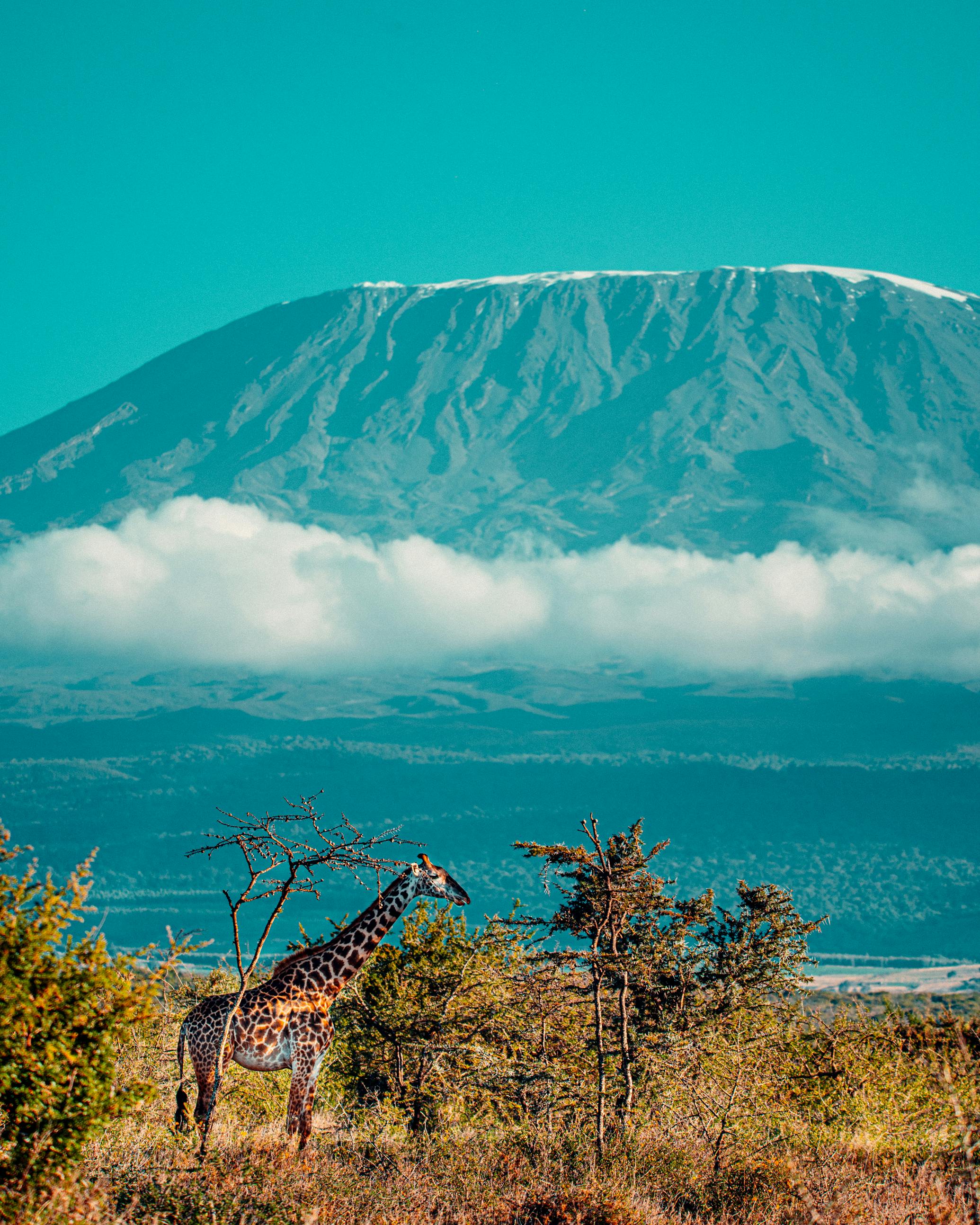2070x2587 Mount Kilimanjaro Photo, Download