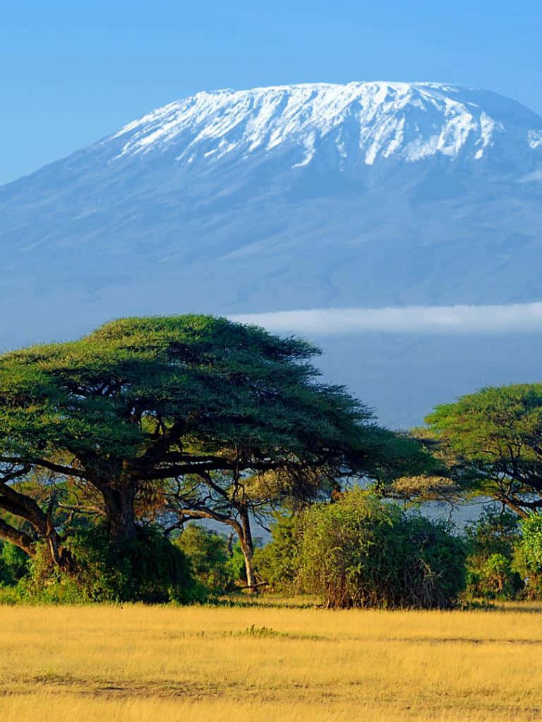 768x1024 Mount Kilimanjaro Forest Wallpaper
