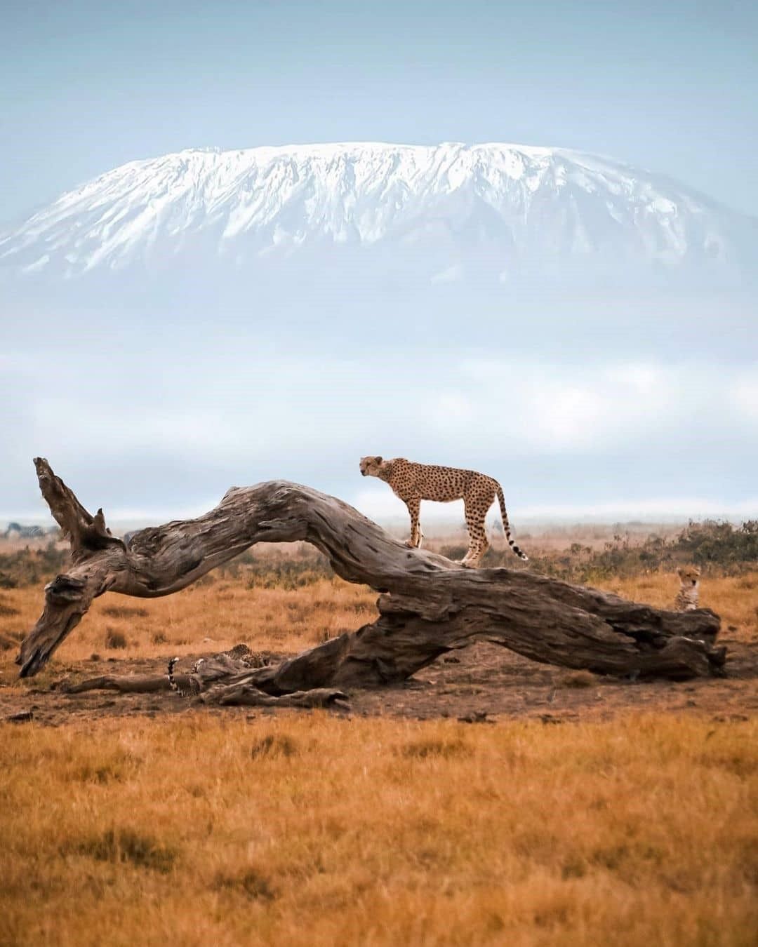 1080x1350 tallest mountain in Africa