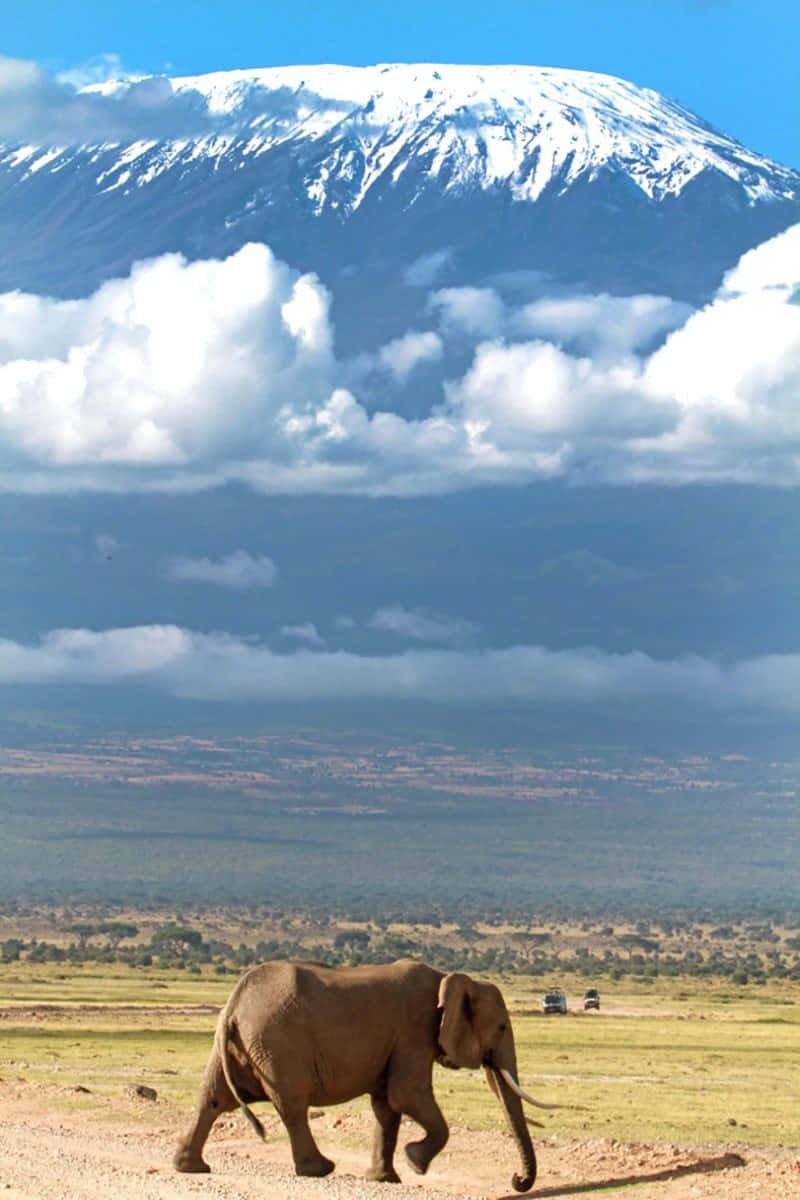 800x1200 Mount Kilimanjaro Wallpaper