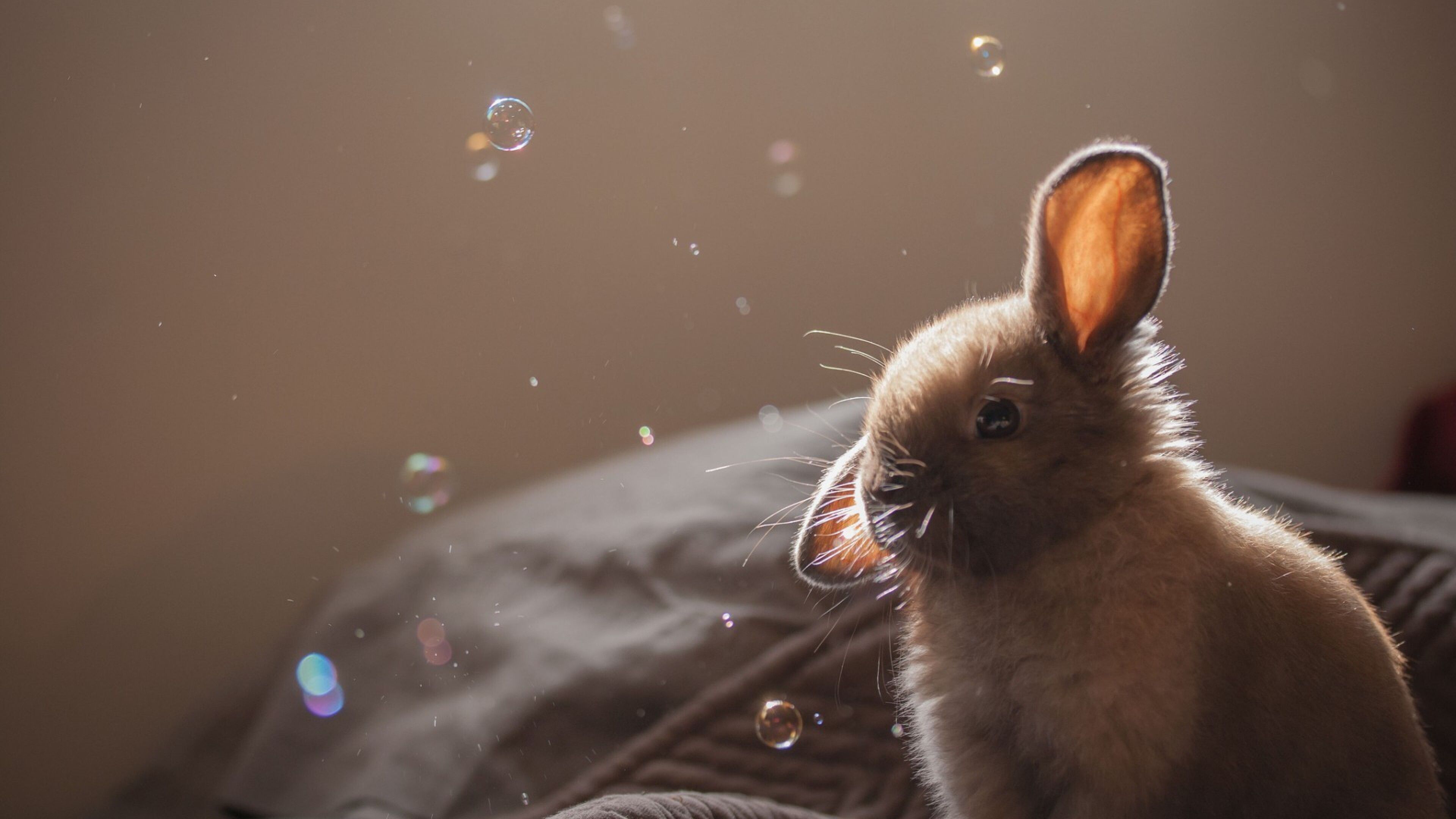 3840x2160 Rabbit Wallpaper