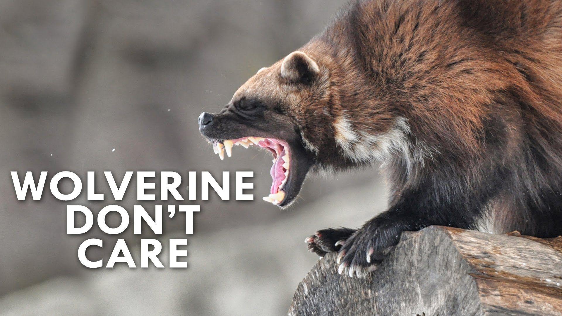 Wolverine Animal Wallpapers Top Free Wolverine Animal Backgrounds