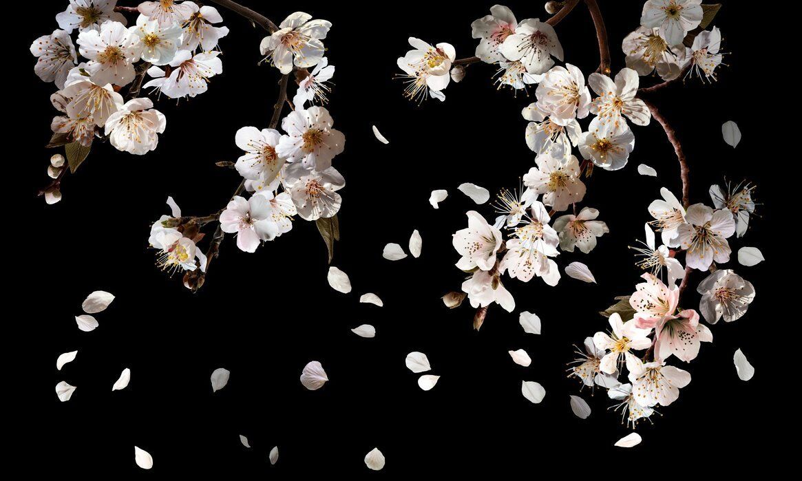 1165x699 Gloomy Cherry Blossoms