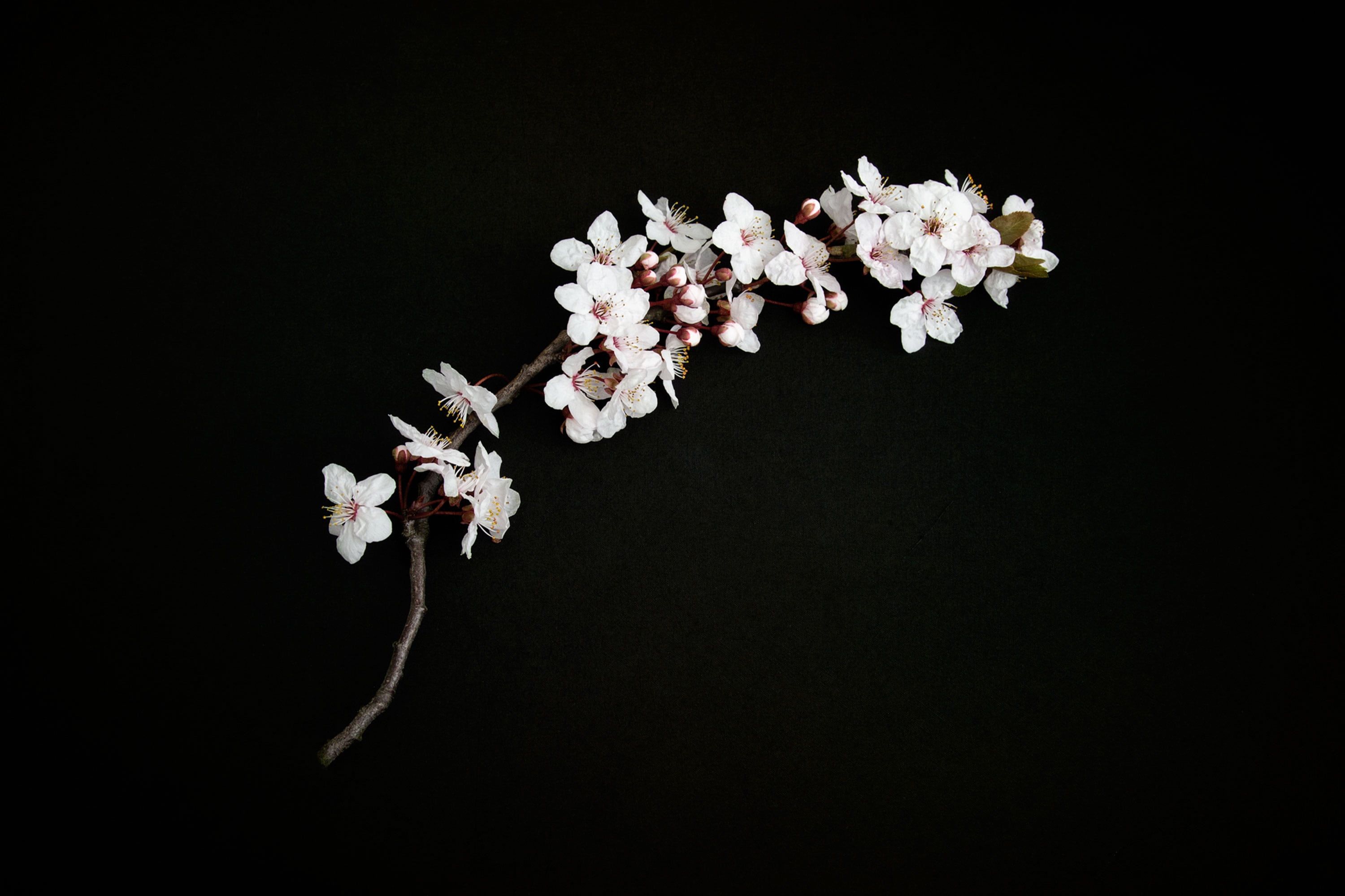 3000x2000 White flowers with black background