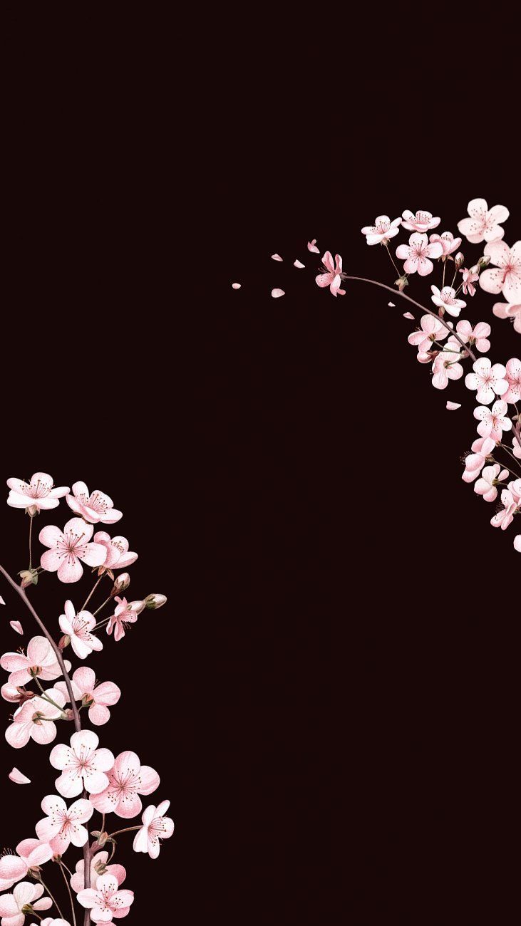 731x1300 Japanese cherry blossom HD wallpaper