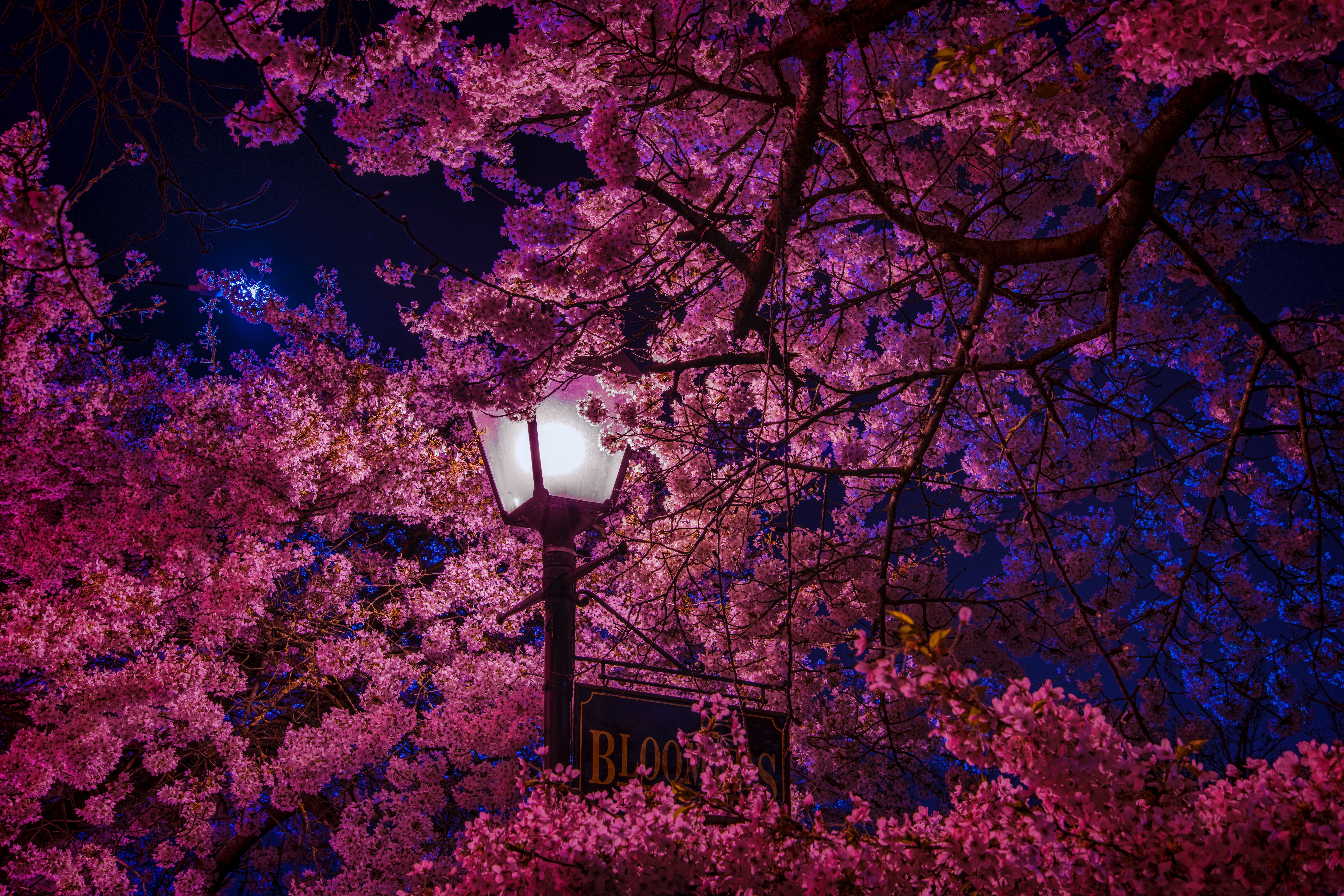 8256x5504 white cherry blossom wallpaper pack