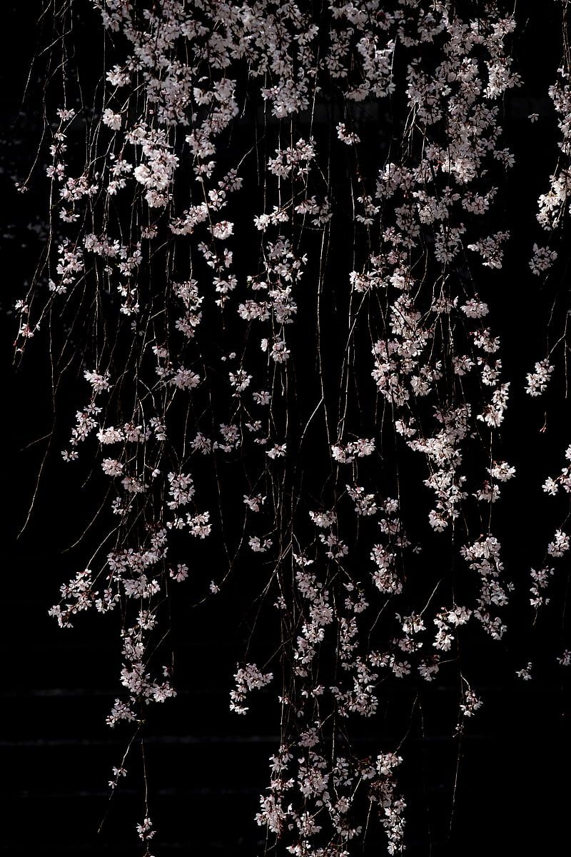 800x1200 Cherry, flowers, branches, macro, black, HD phone wallpaper