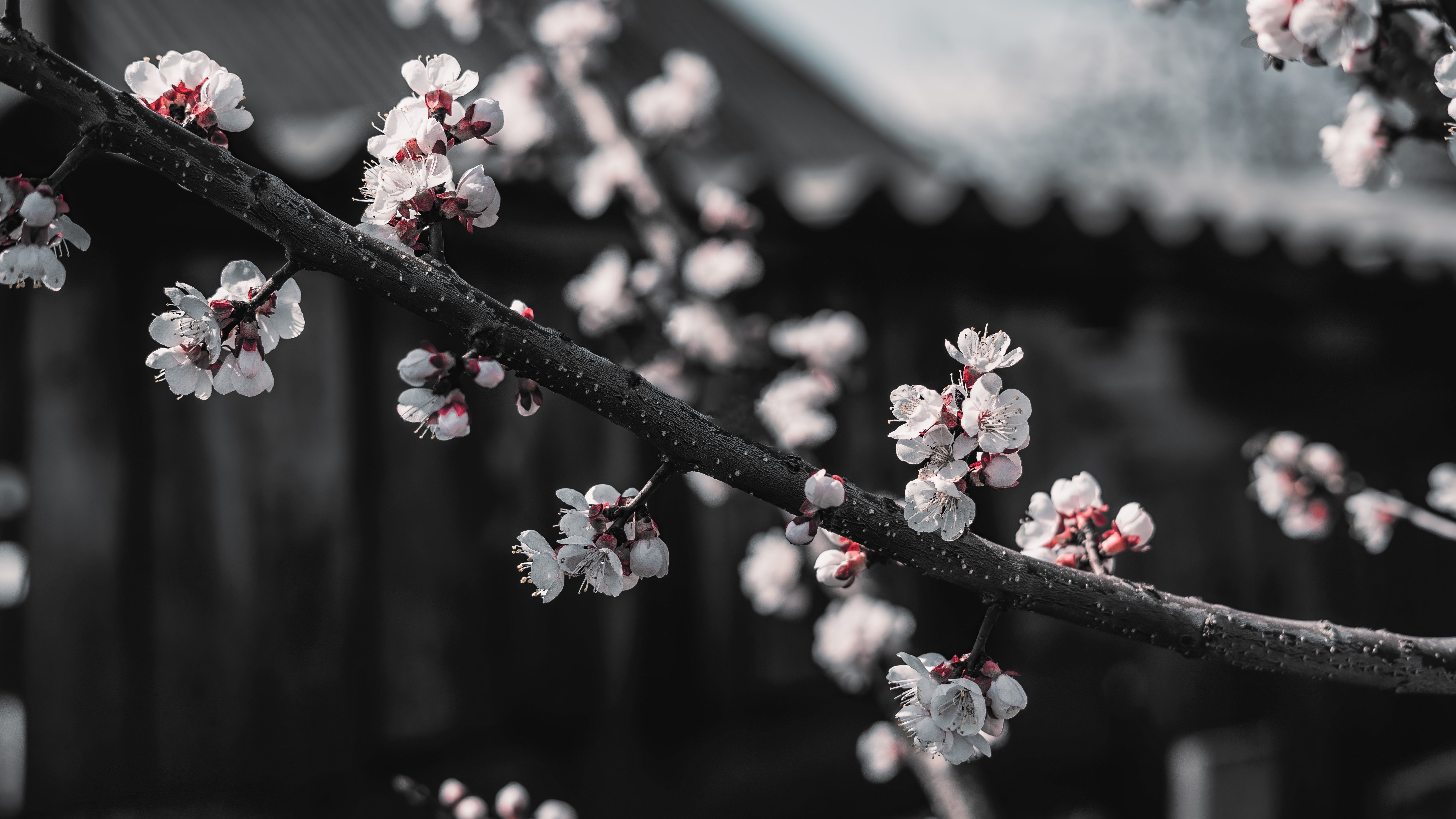 8000x4500 Dark Cherry Blossom Wallpaper