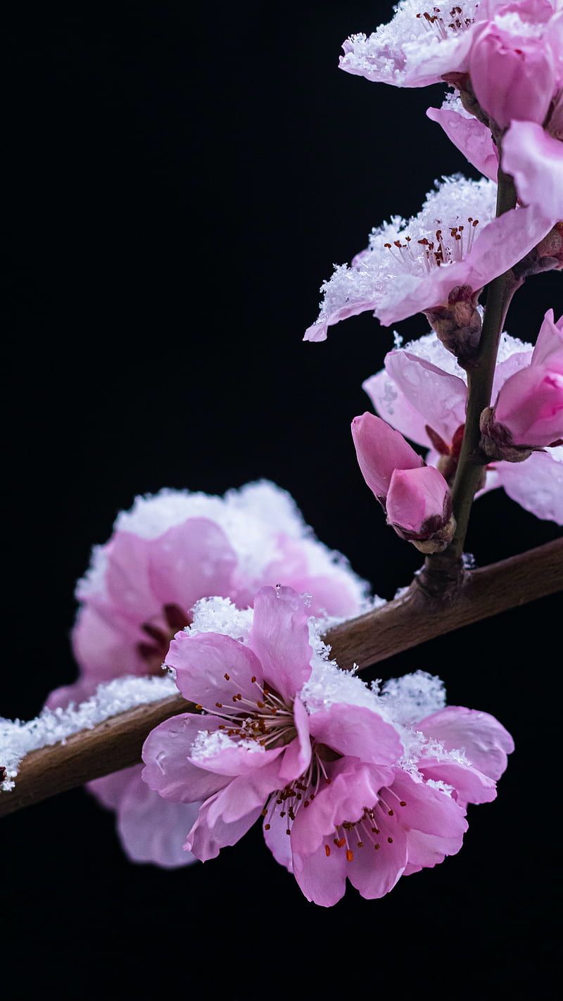800x1422 Blossom, GreenNBloom, autumn