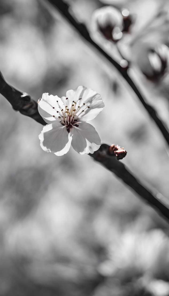 720x1260 A monochrome photograph of a single