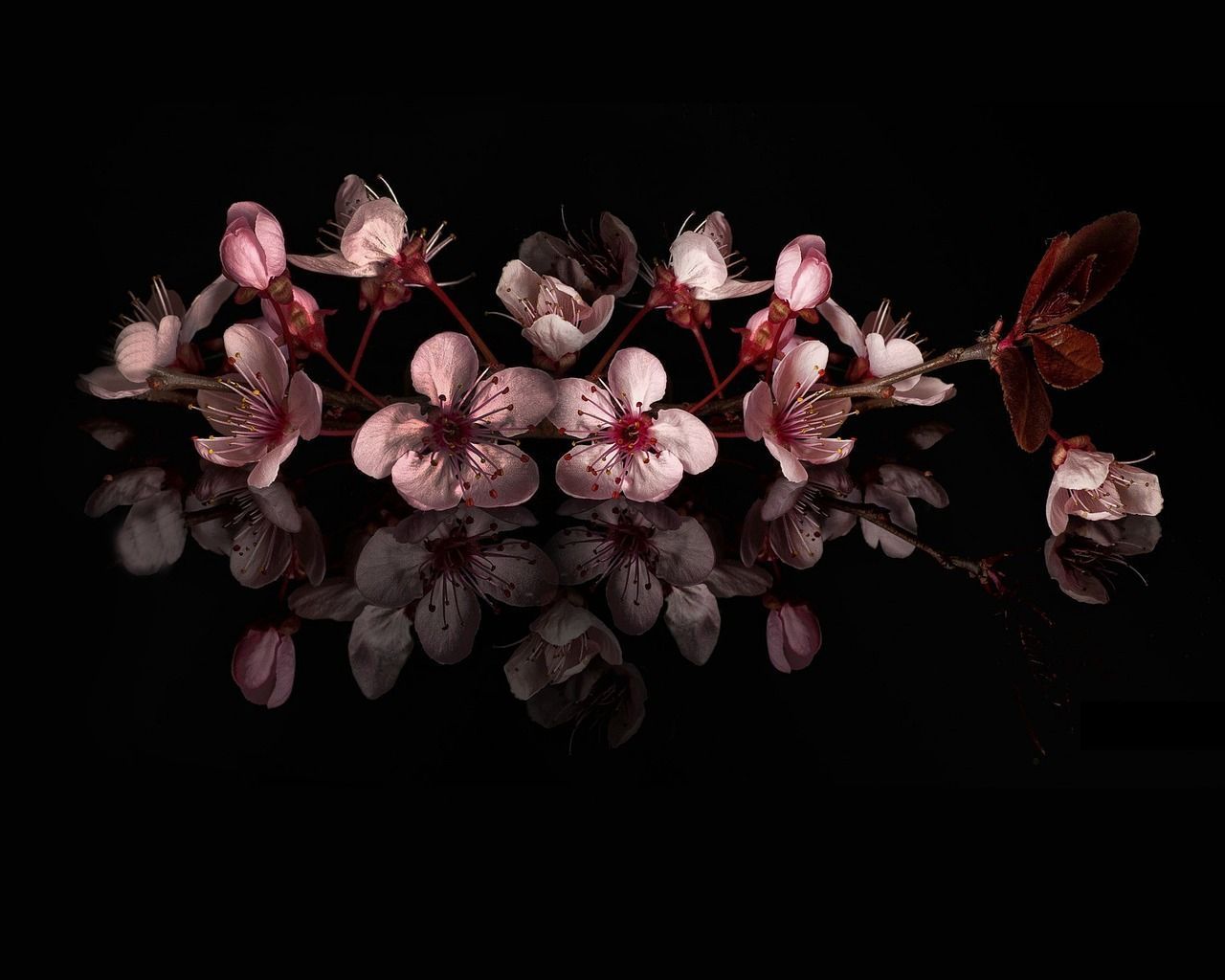 1280x1024 Cherry Blossoms Branch Flower