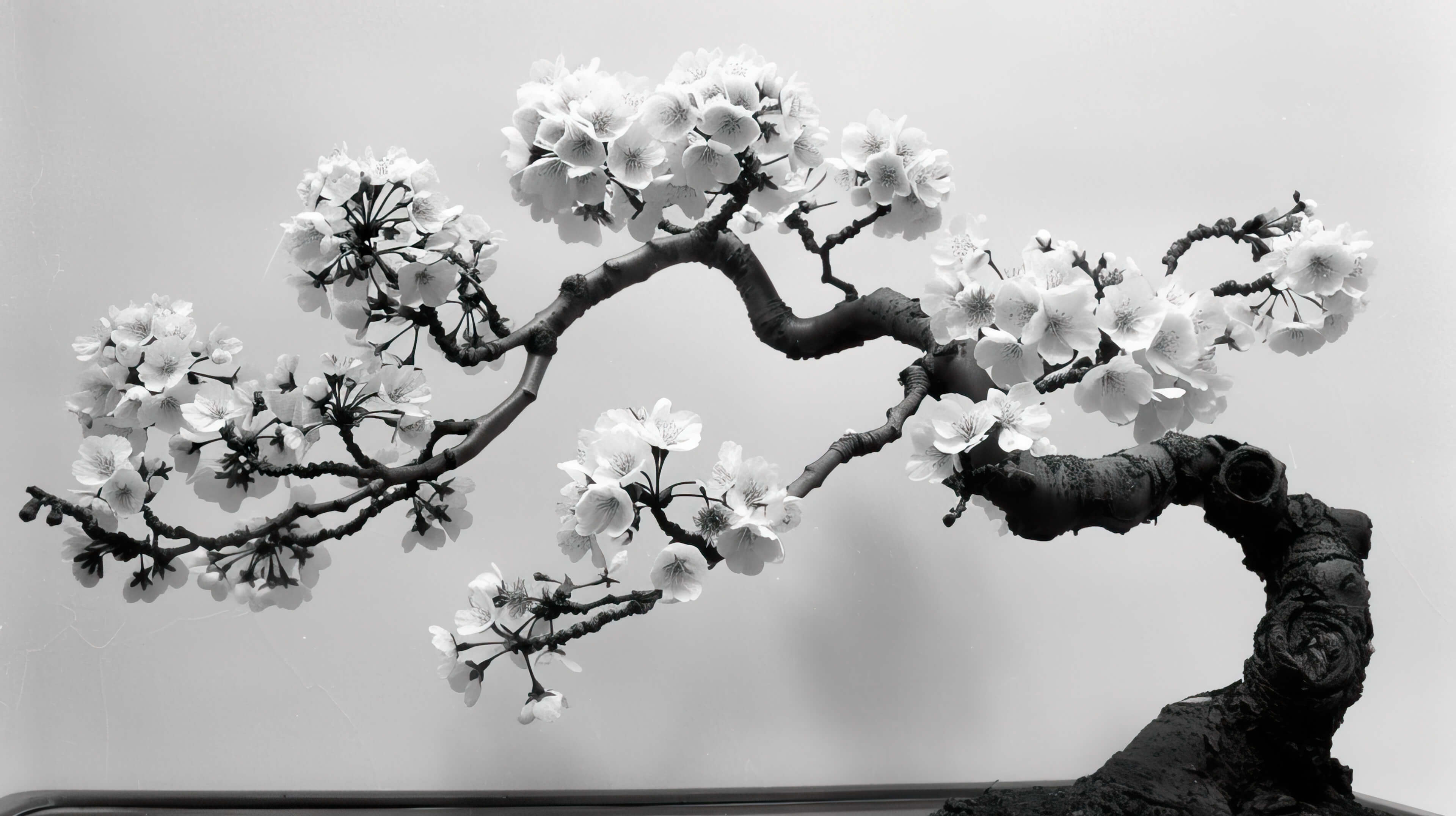 3840x2152 Black White Flower Wallpaper, Free, 4k