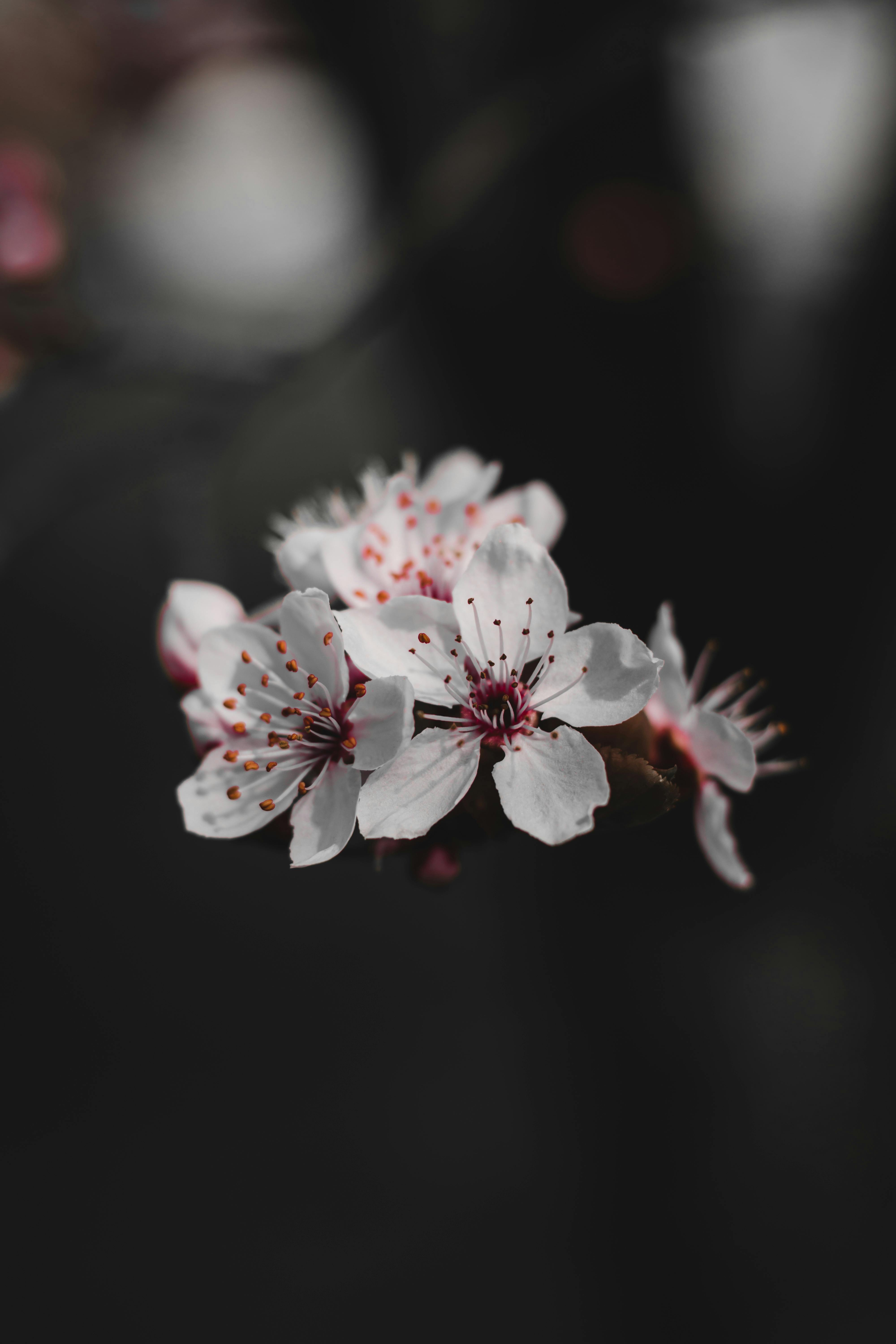 4000x6000 White Cherry Blossoms In Close Up Photography · Free