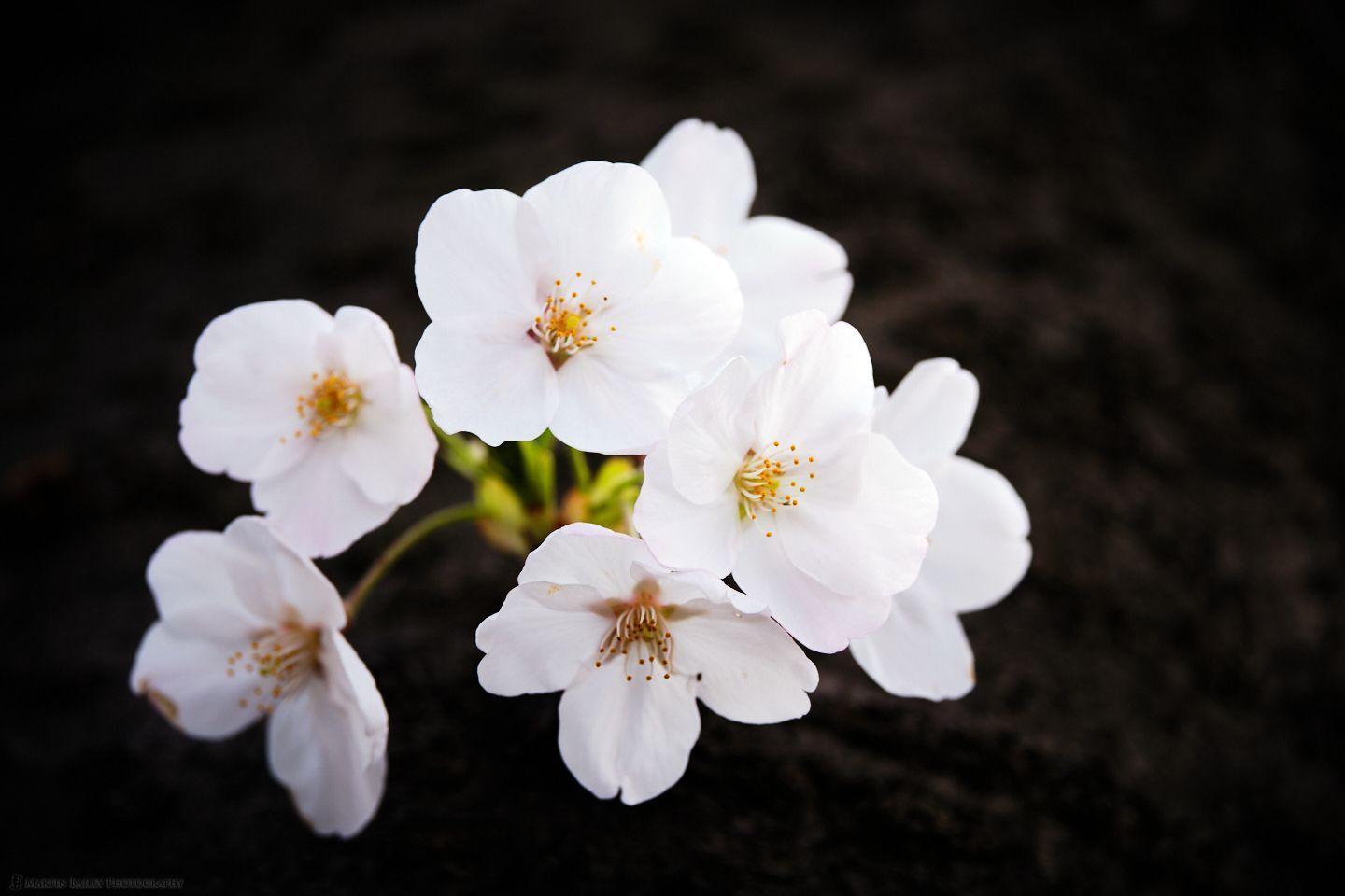 1440x960 The Cherry Blossom Comes and Goes