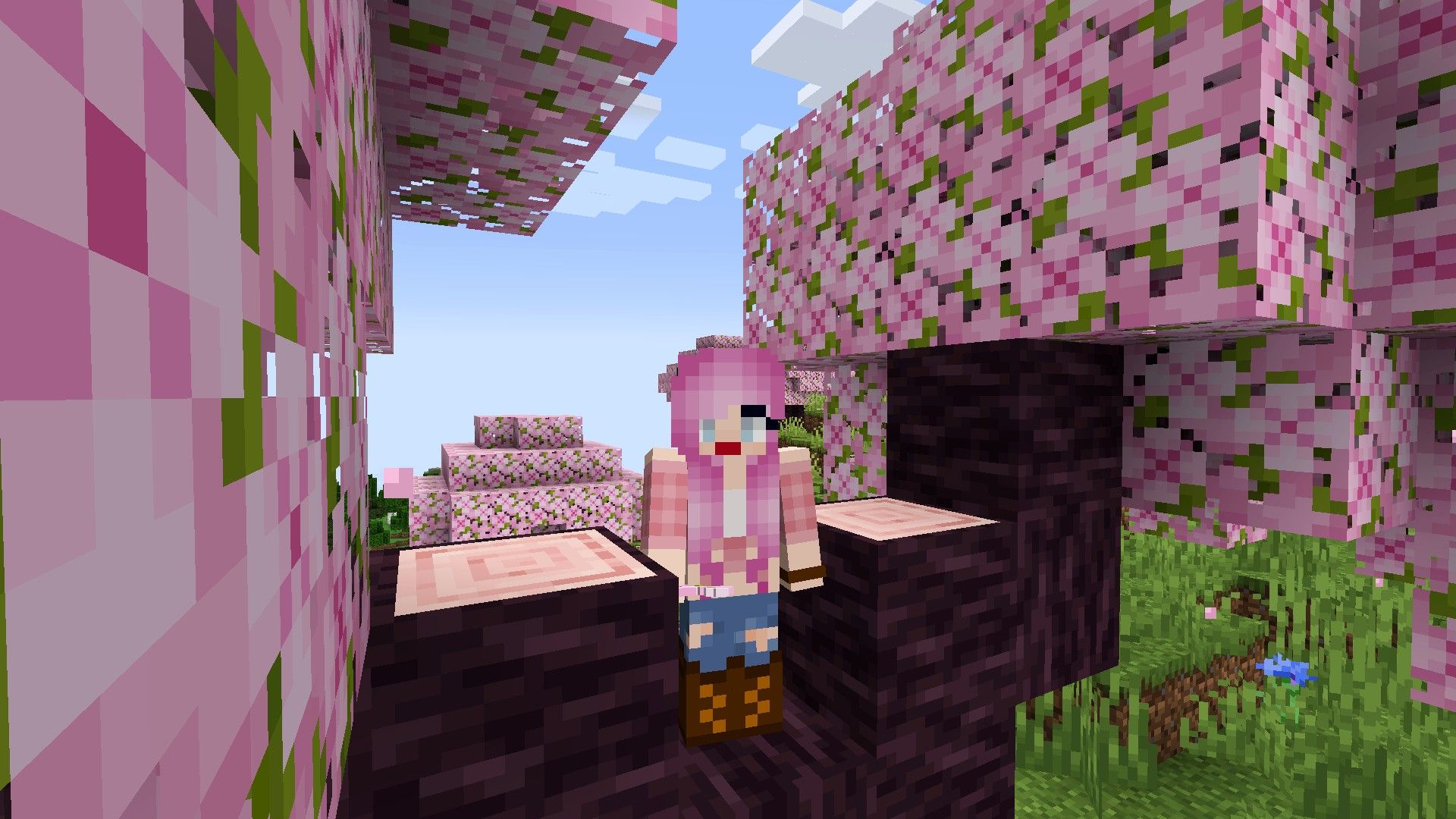 1920x1080 Minecraft cherry blossom tree to find and how to grow them