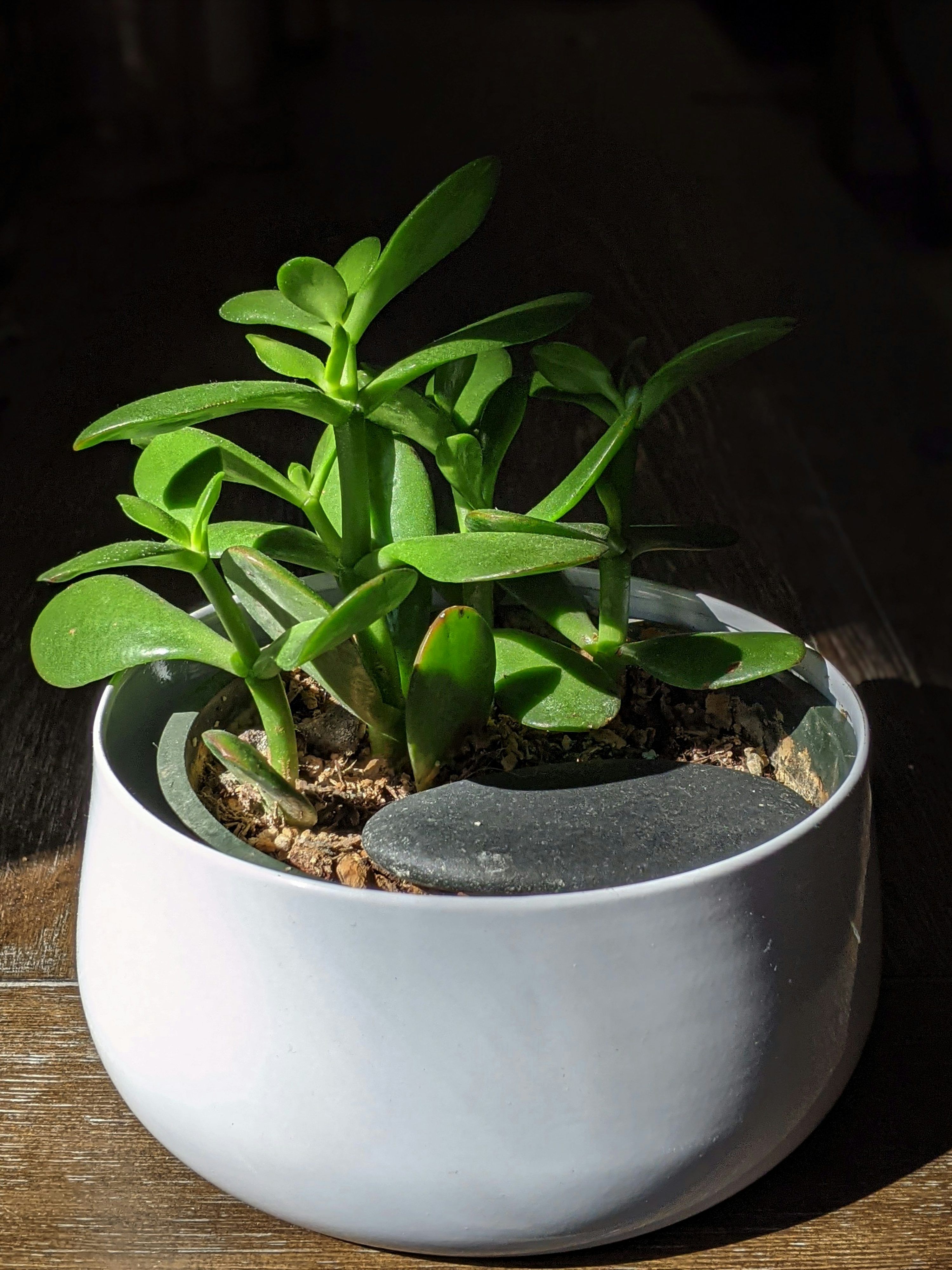 3000x4001 Jade Plant Picture. Download Free