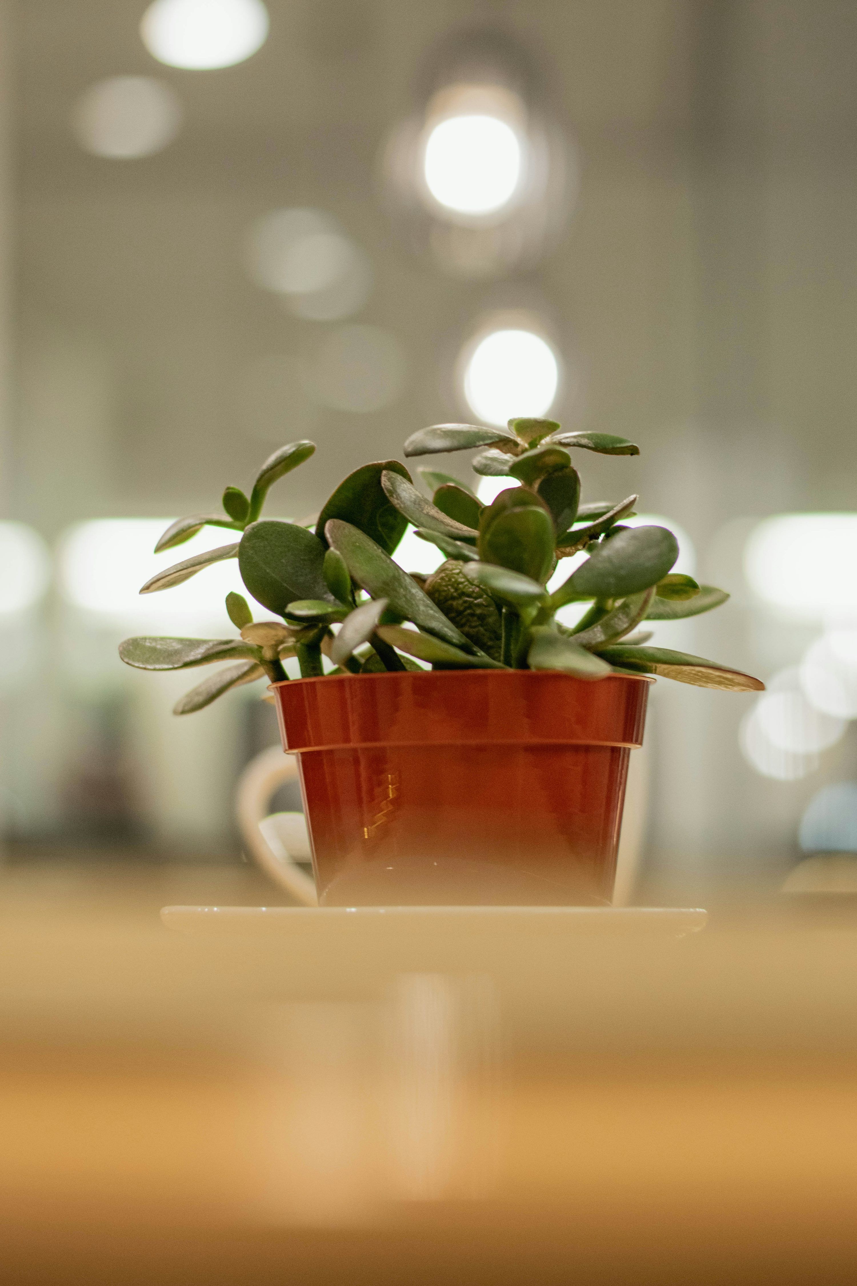 3000x4500 Jade Plant Picture. Download Free