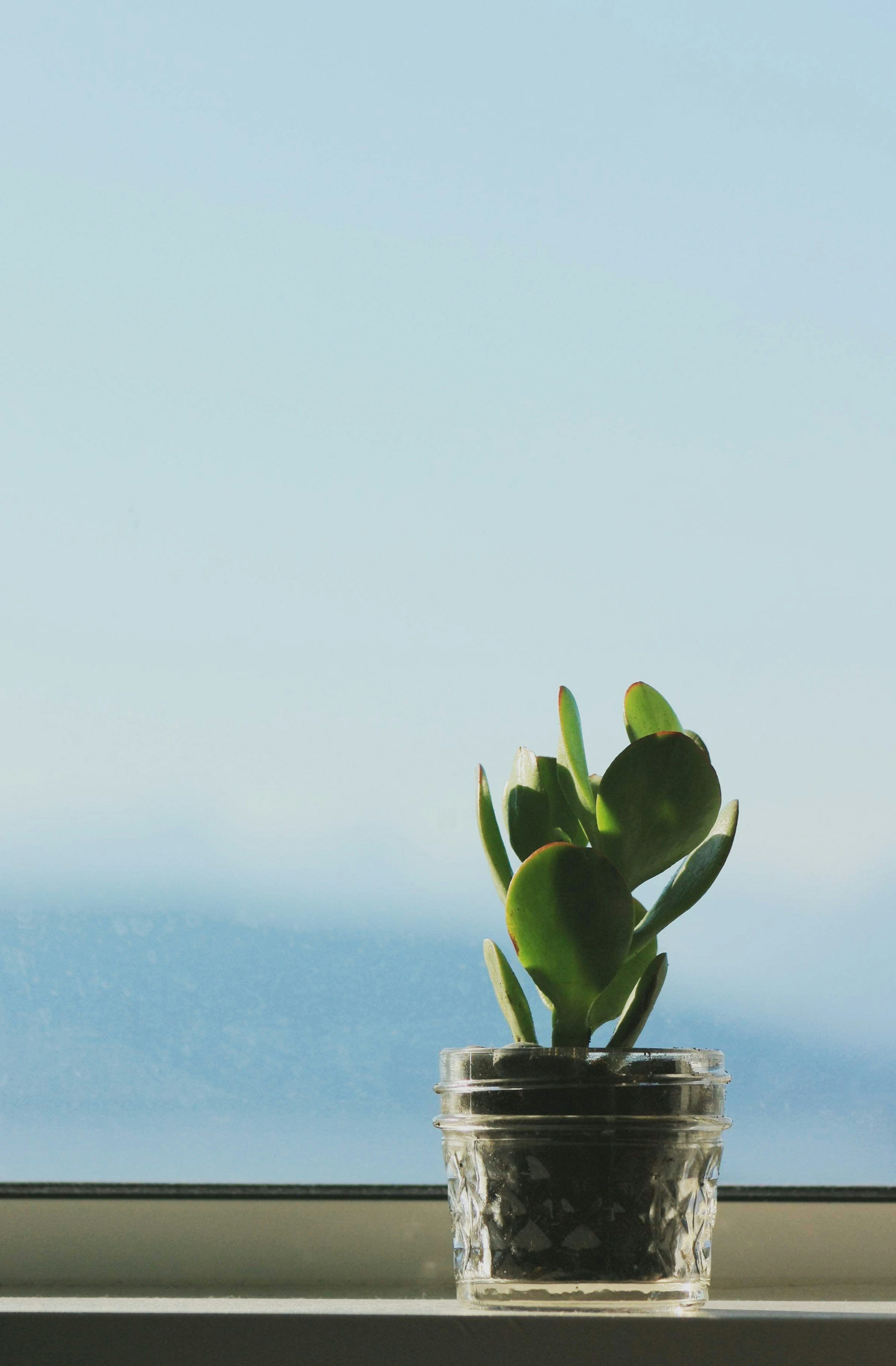3000x4571 Jade Plant Picture. Download Free