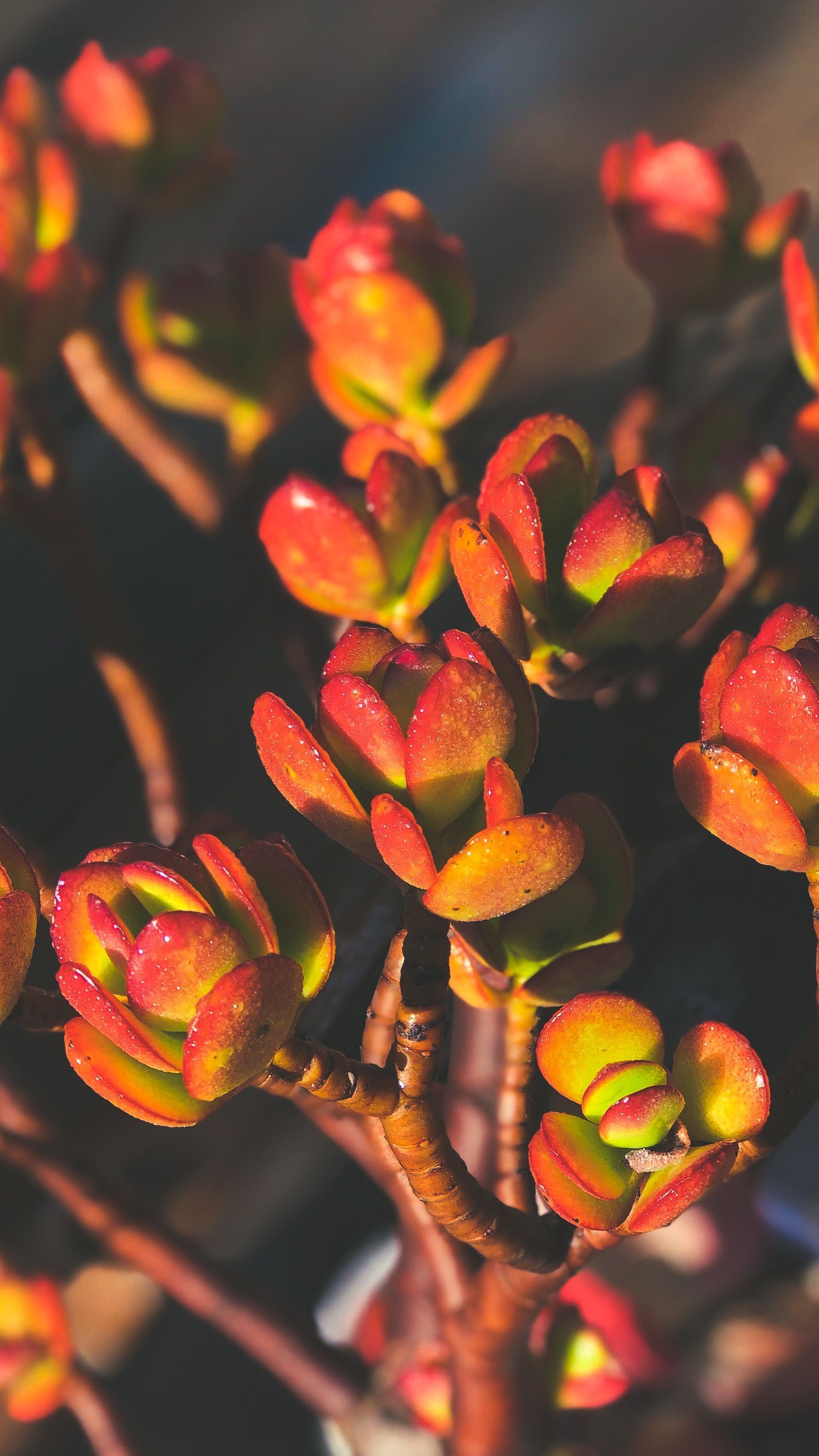 1803x3206 Jade Plant Wallpaper