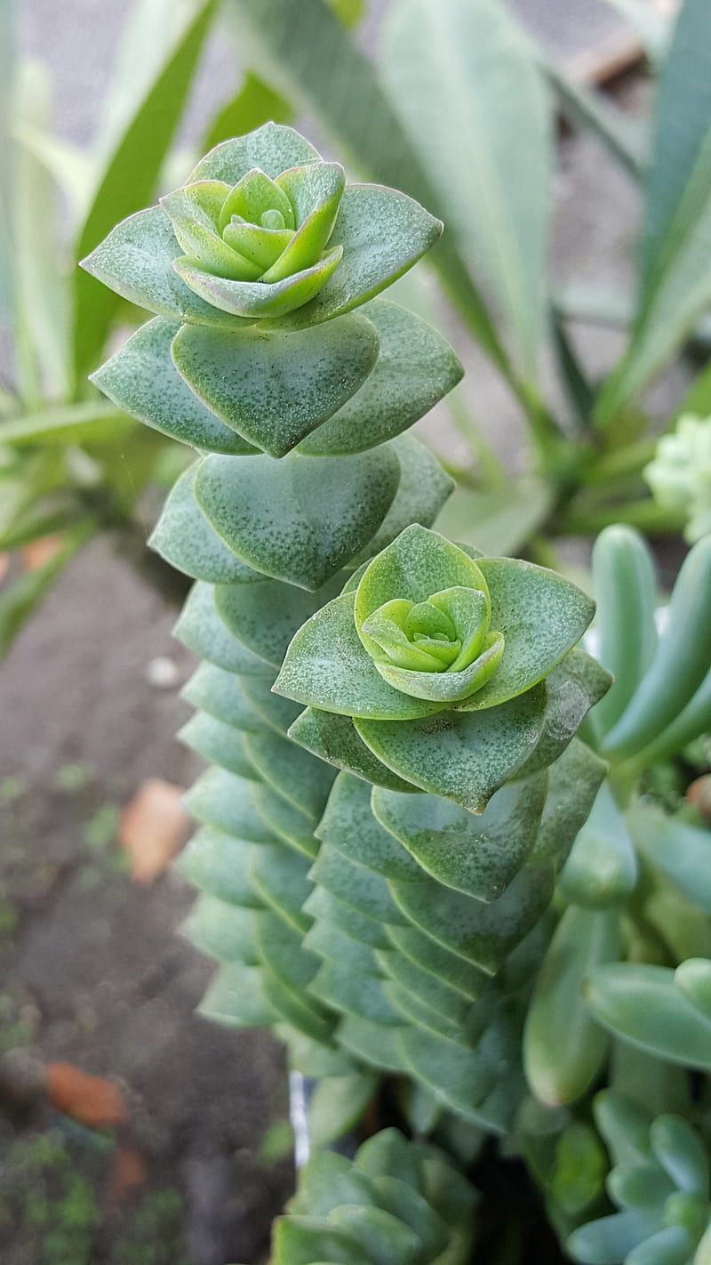 800x1422 Triangle jade, plants, garden, green