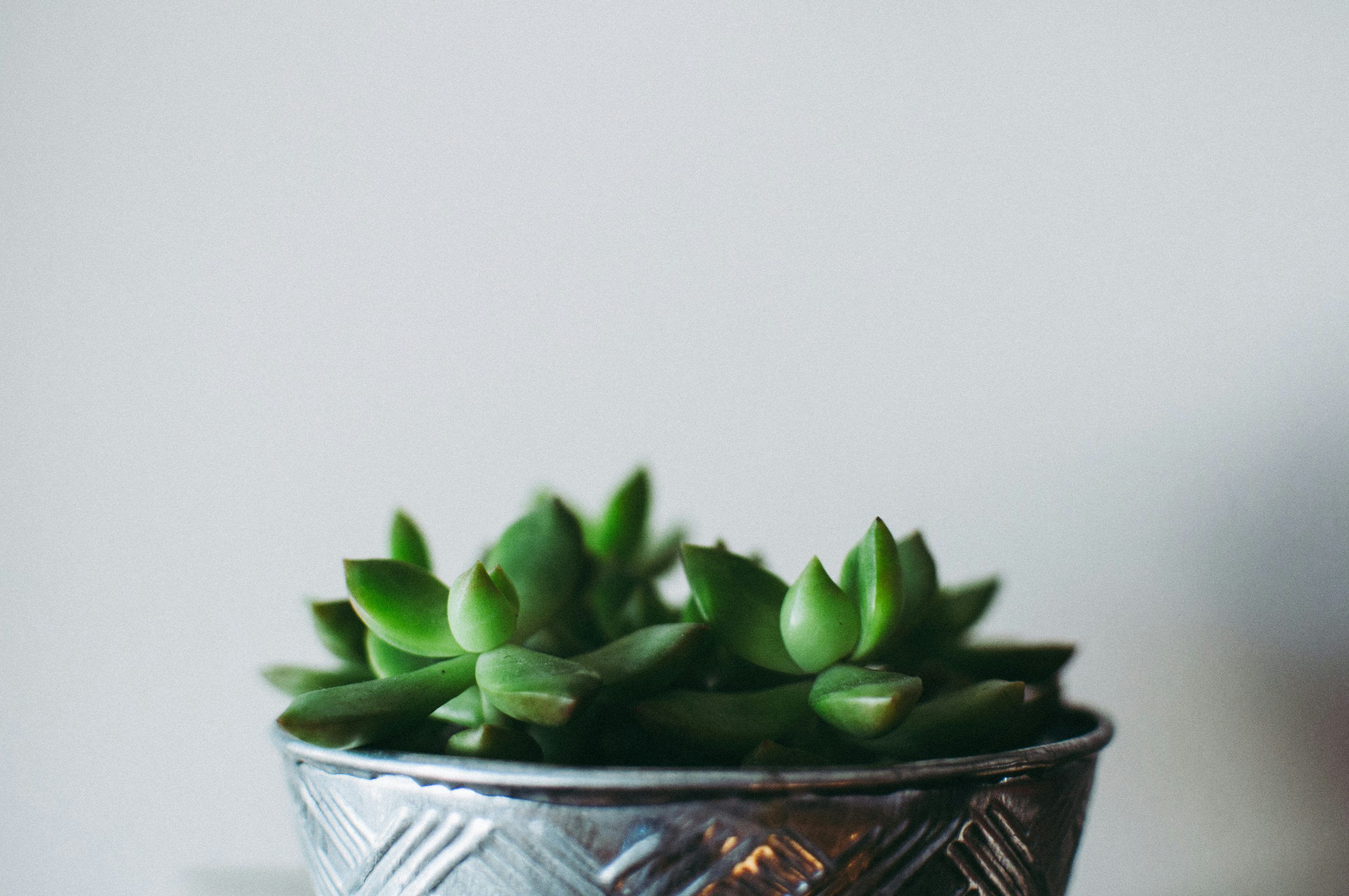 3000x1993 Focus photo of potted jade plant photo