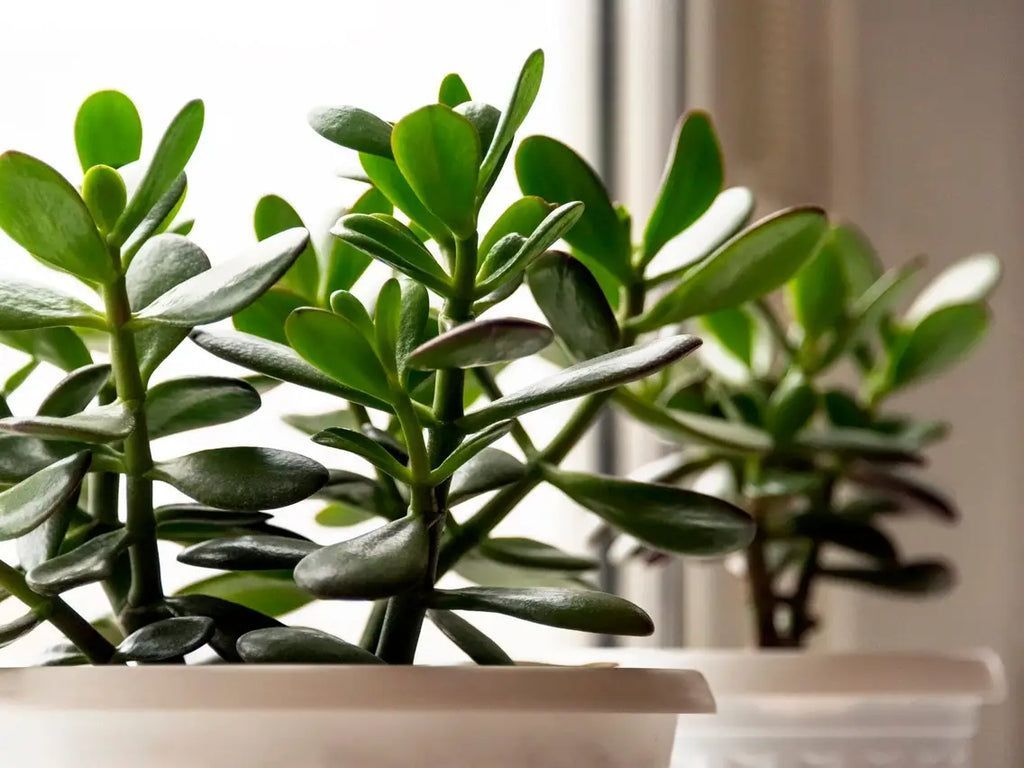 1024x768 Magic and Benefits of the Jade Plant