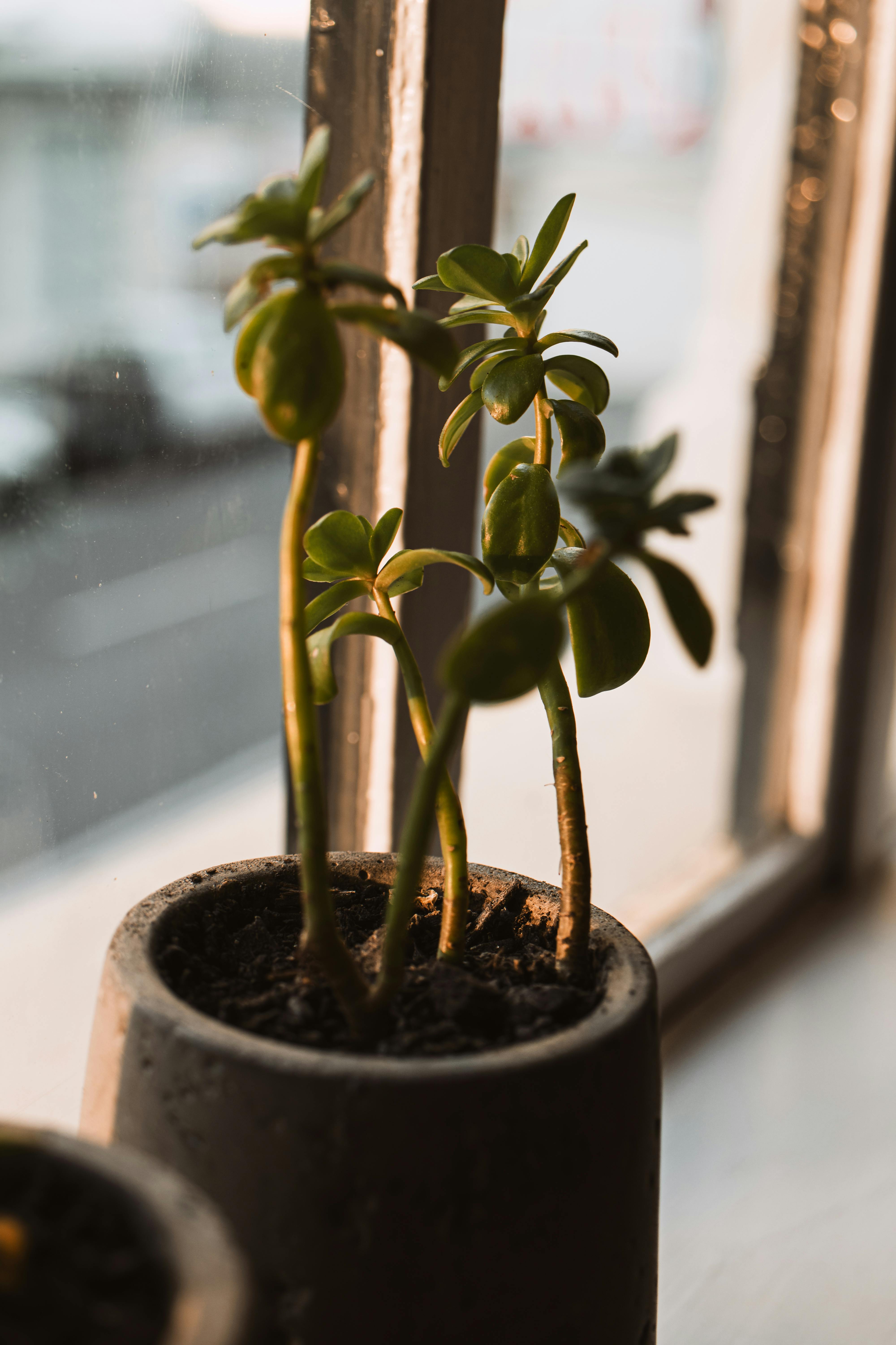4000x6000 Potted Plant on Window Sill · Free
