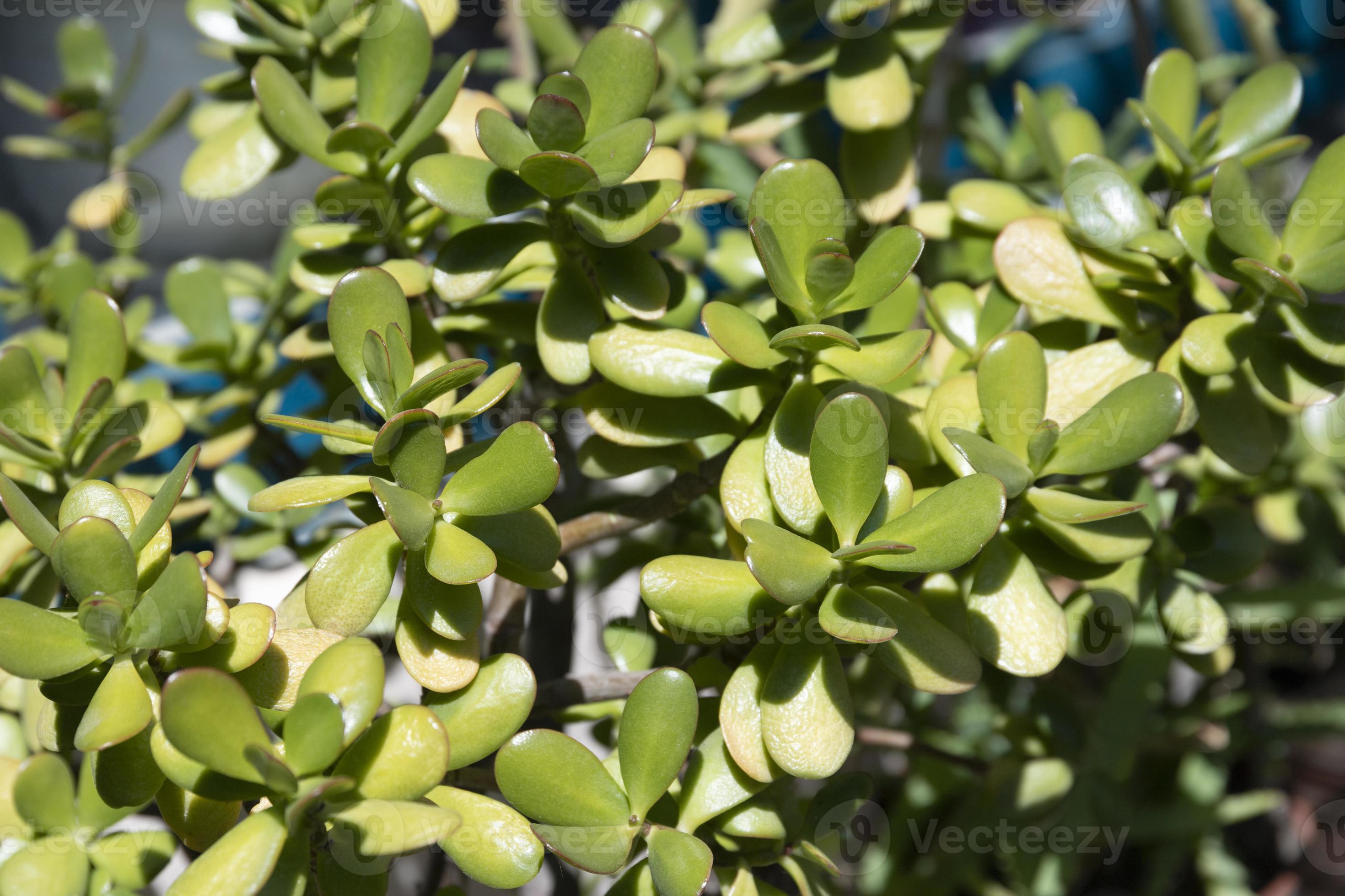 2940x1960 Crassula succulent plant, green fleshy