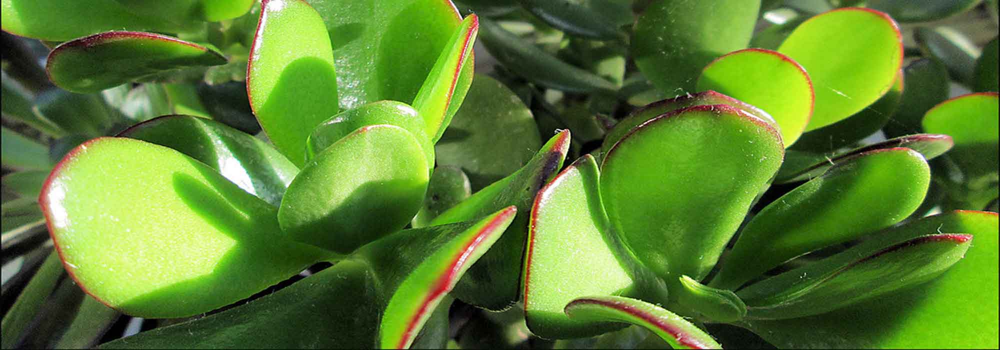 2000x700 Jade Plant