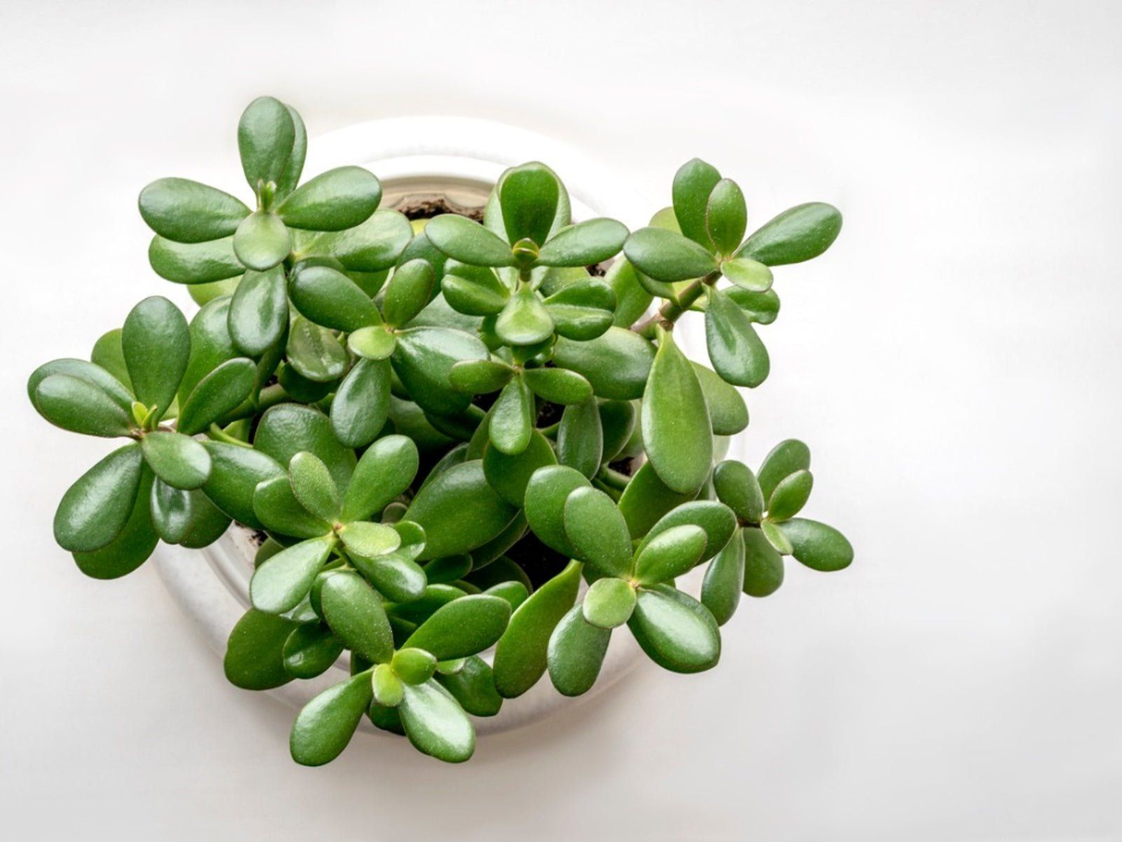 1600x1200 Jade Plant Benefits