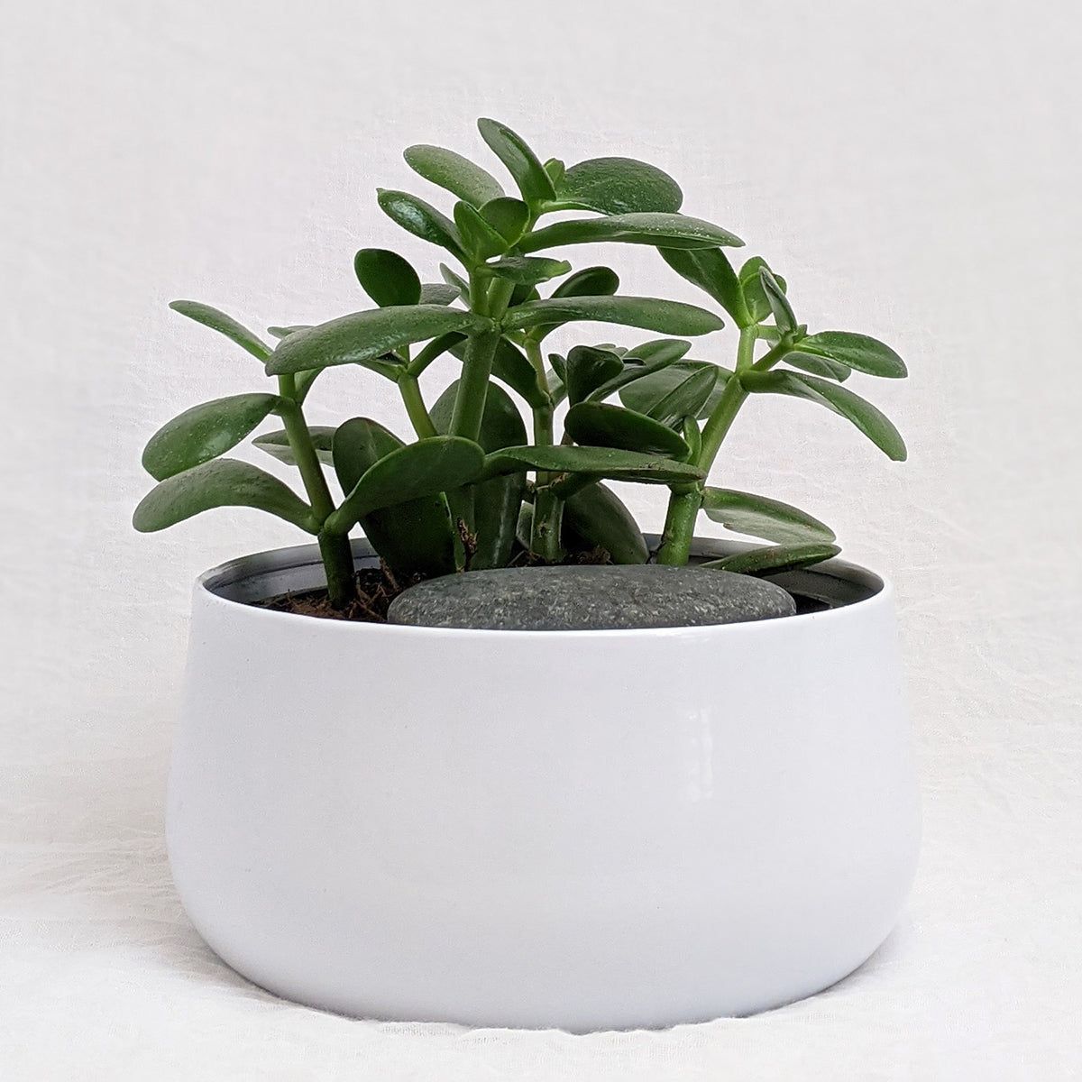 1200x1200 How to Take Care of Your Jade Plant