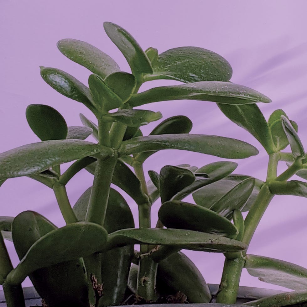 980x980 Jade Plant Care: Indoor Sunlight, Water