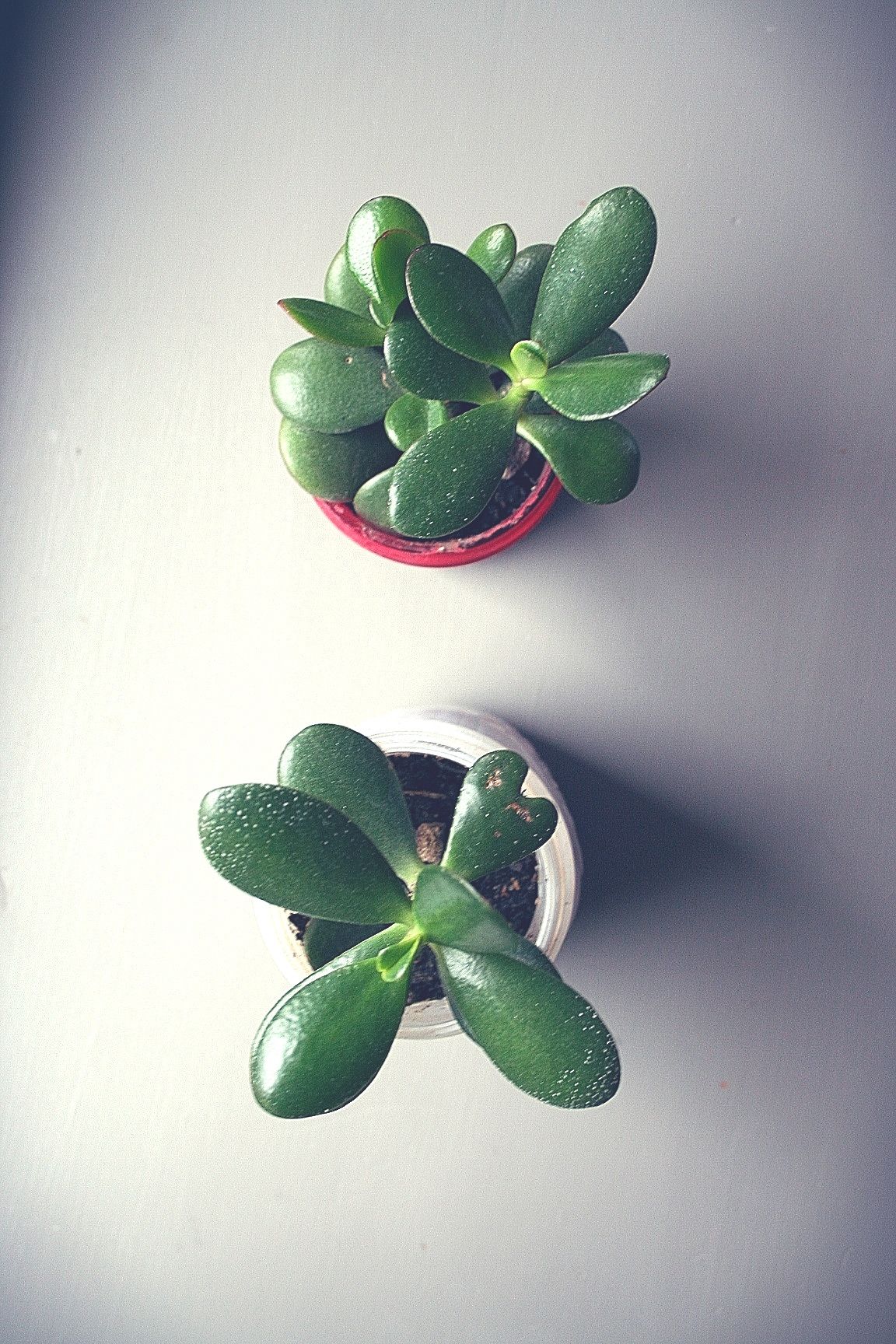 1152x1728 From The Conservatory: Jade Tree