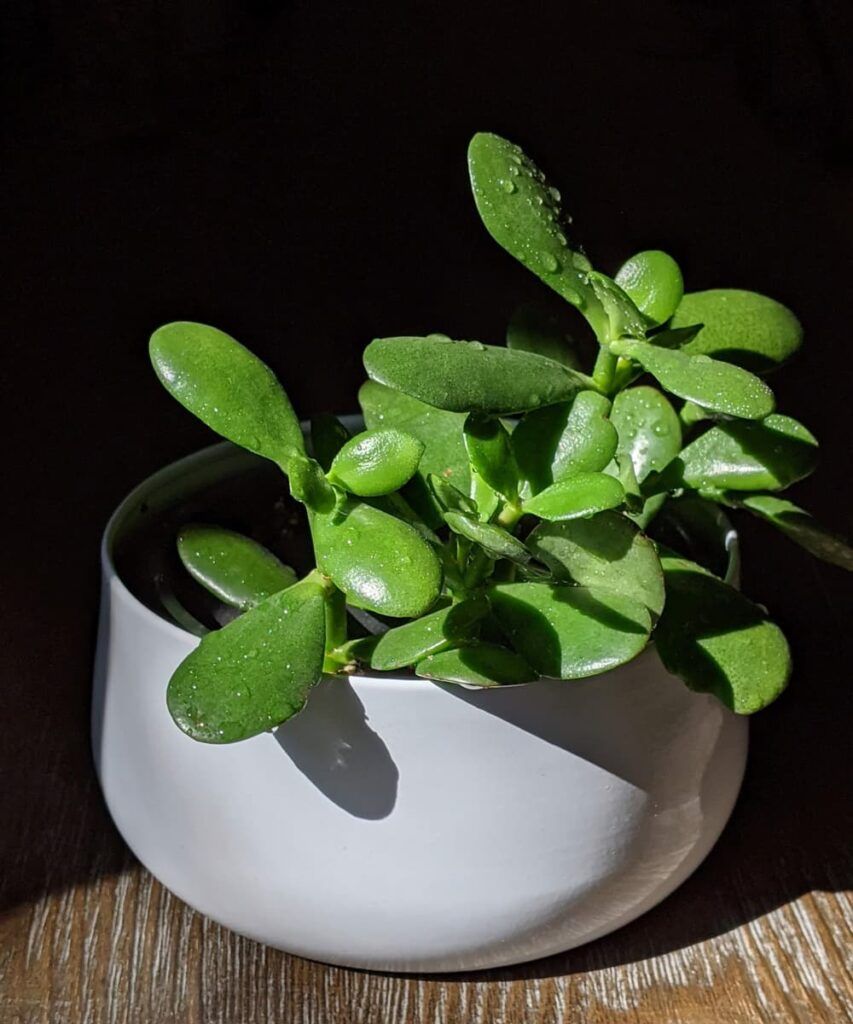 853x1024 Read Jade Plant Care Online. Peppyflora®